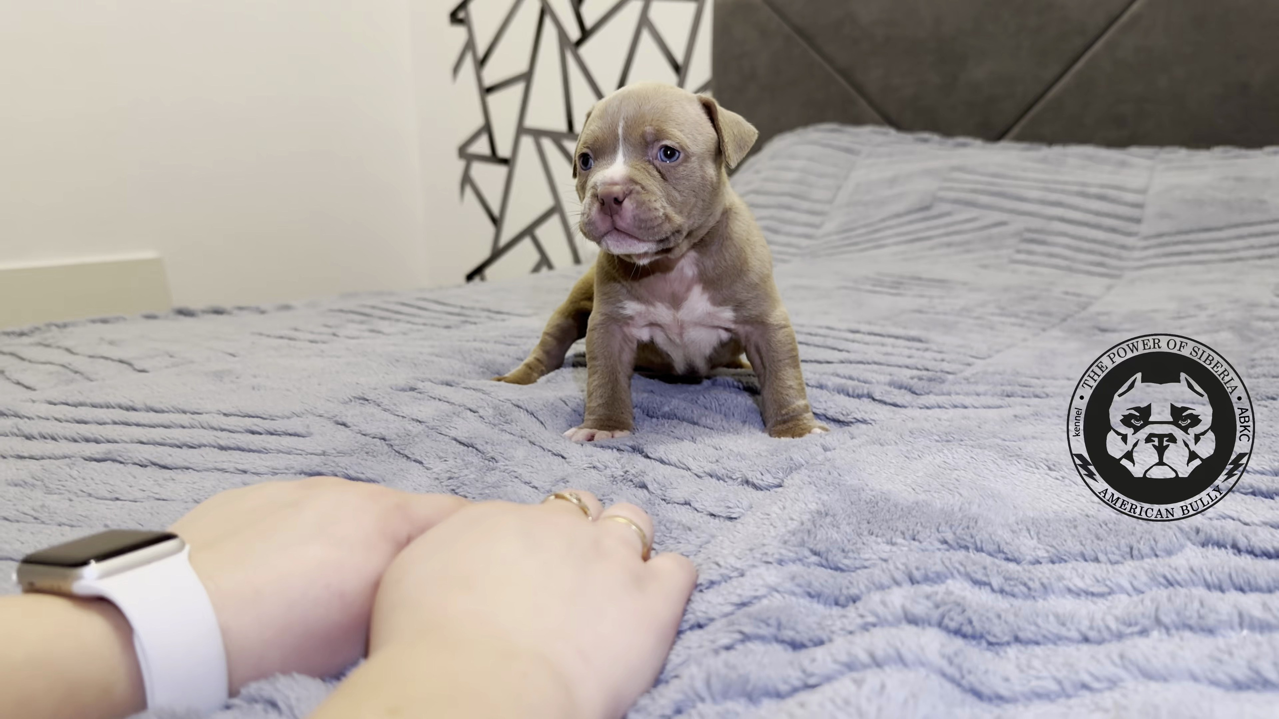 Свободные щенки Американский Булли стандарт и Свободные щенки Американский Булли классик. Американский Булли в г. Ростов-на-Дону. Питомник THE POWER OF SIBERIA