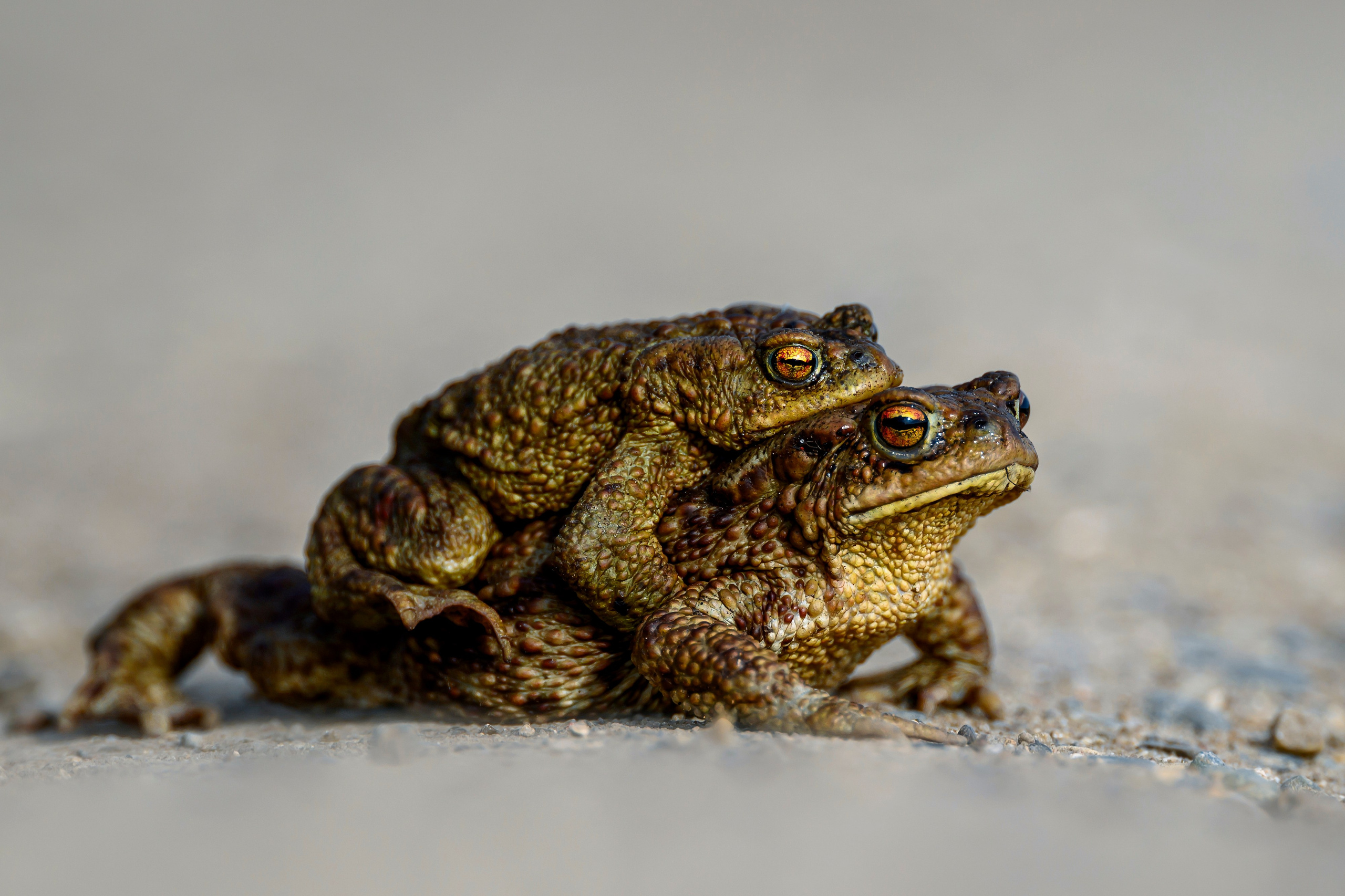 Жабы и журавль. Wildlife photography by Sergey Puponin