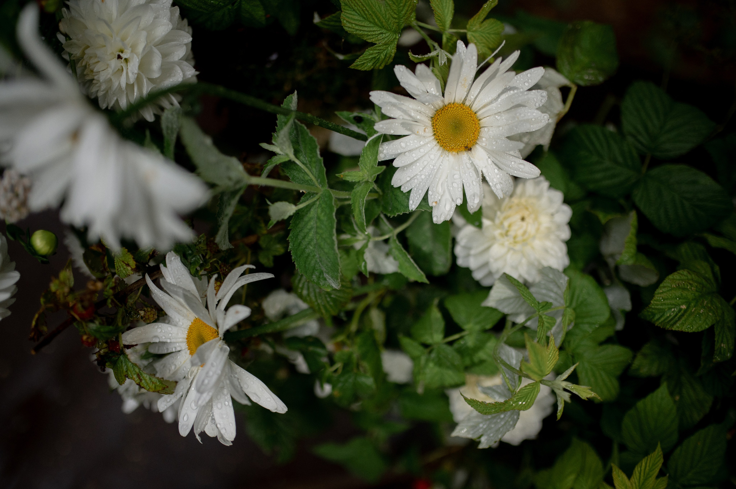 Коля & Вика. Оформление свадеб, декор свадеб Вера Маркова, Москва