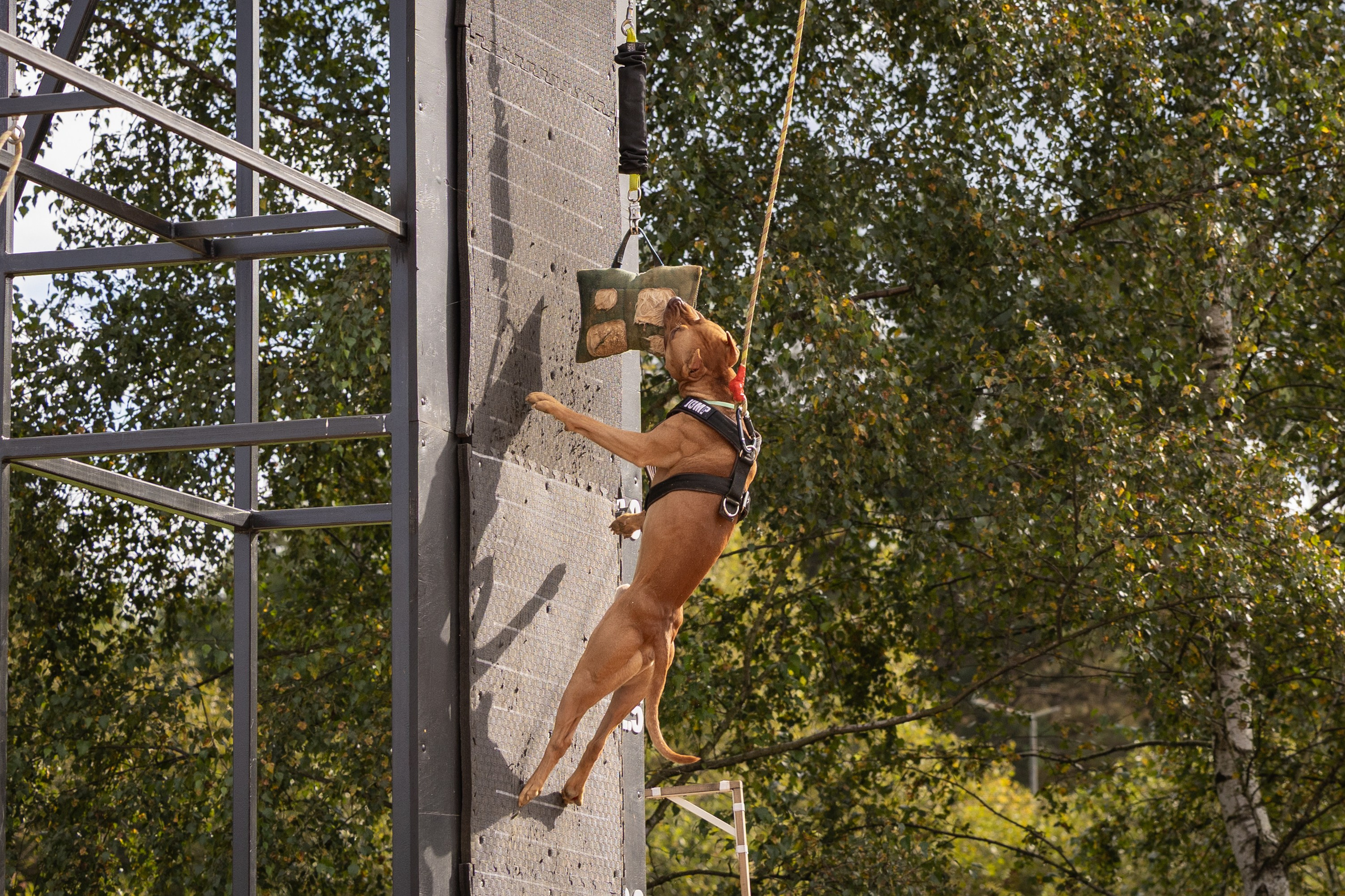 Jump'n'Gym. Виктория Михайловская. Фотограф-анималист. Москва