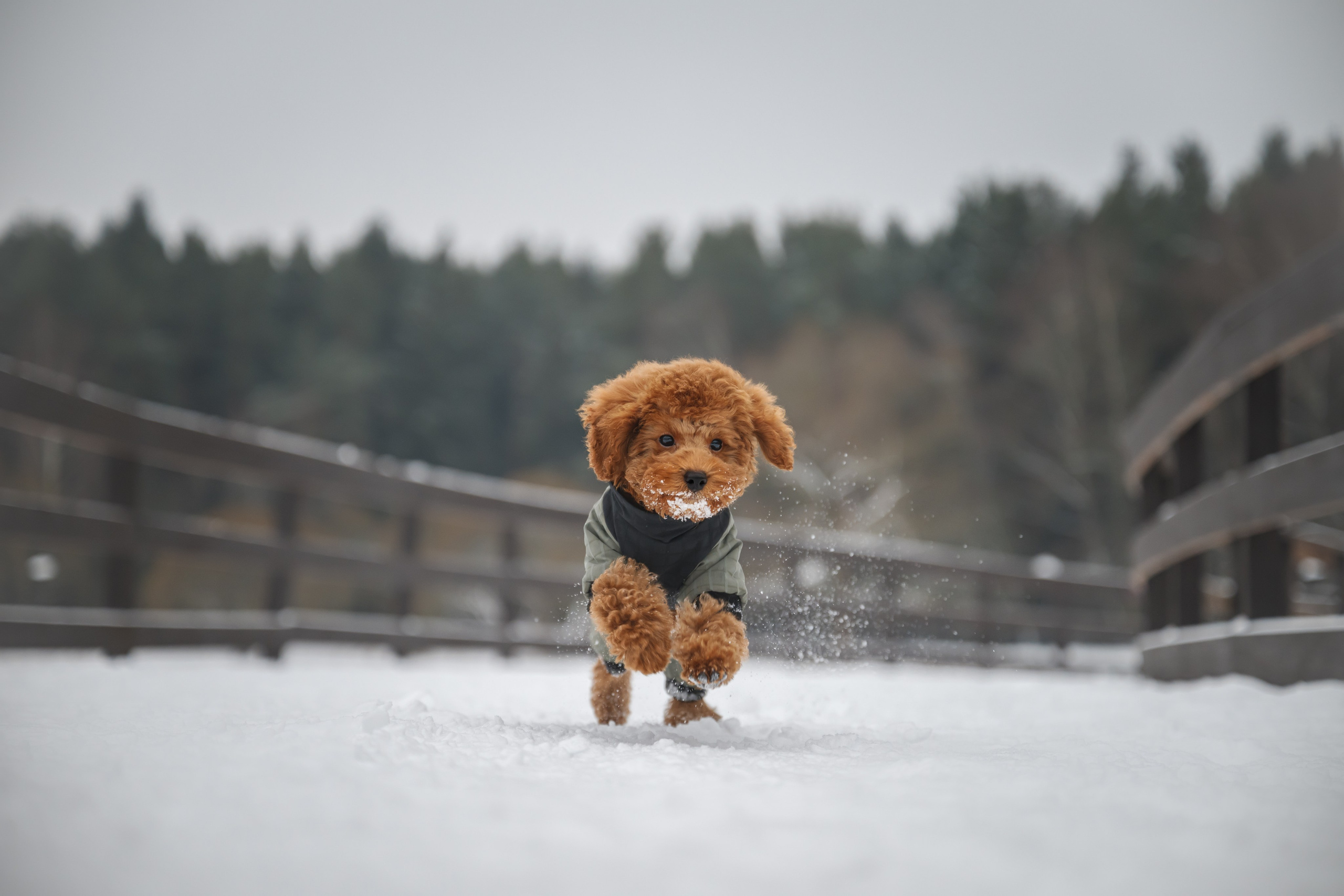 Щенок пуделя. Фотограф Анималист в Москве Анастасия Жучкова