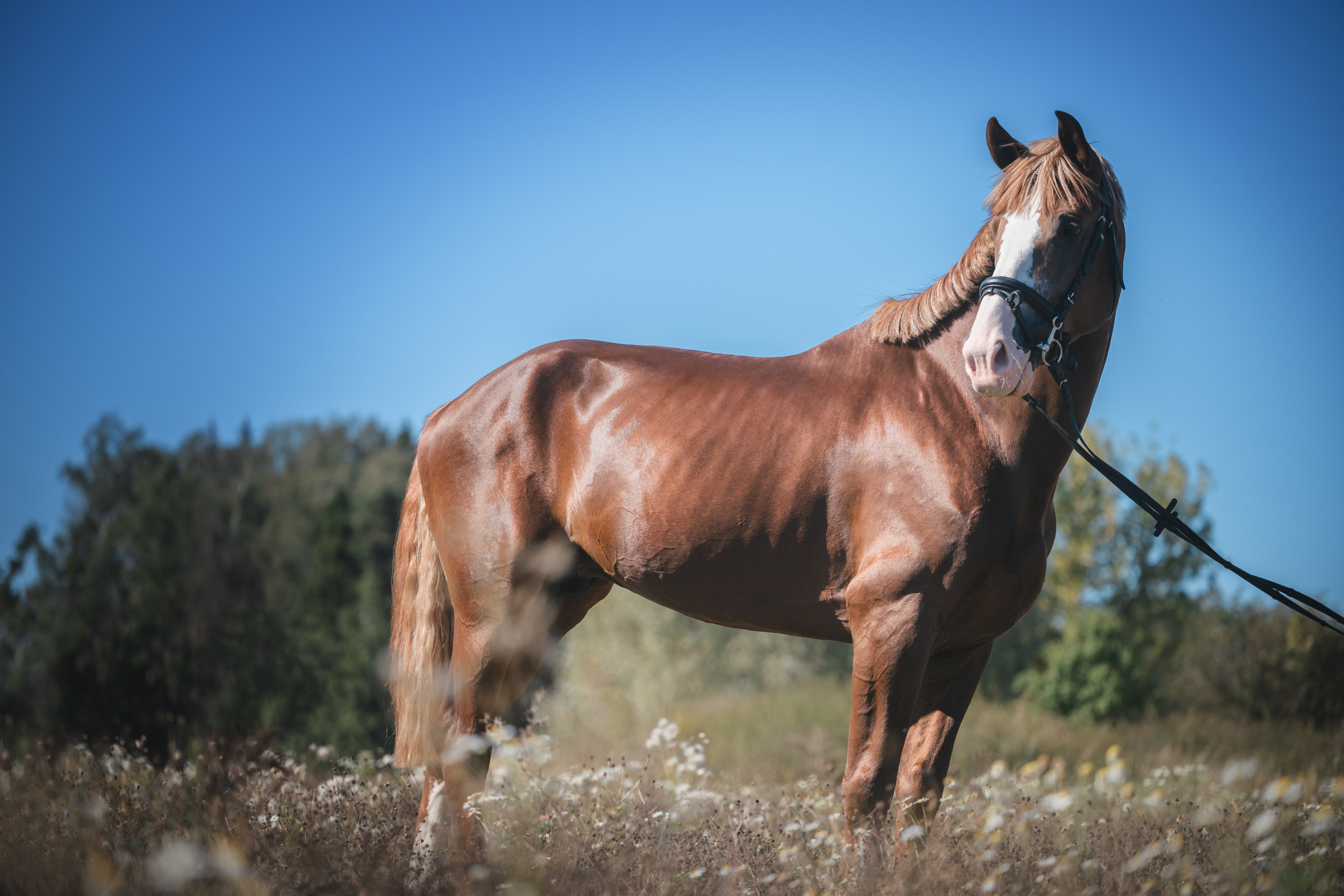 Виктория и Лео. Фотограф Анималист в Москве Анастасия Жучкова
