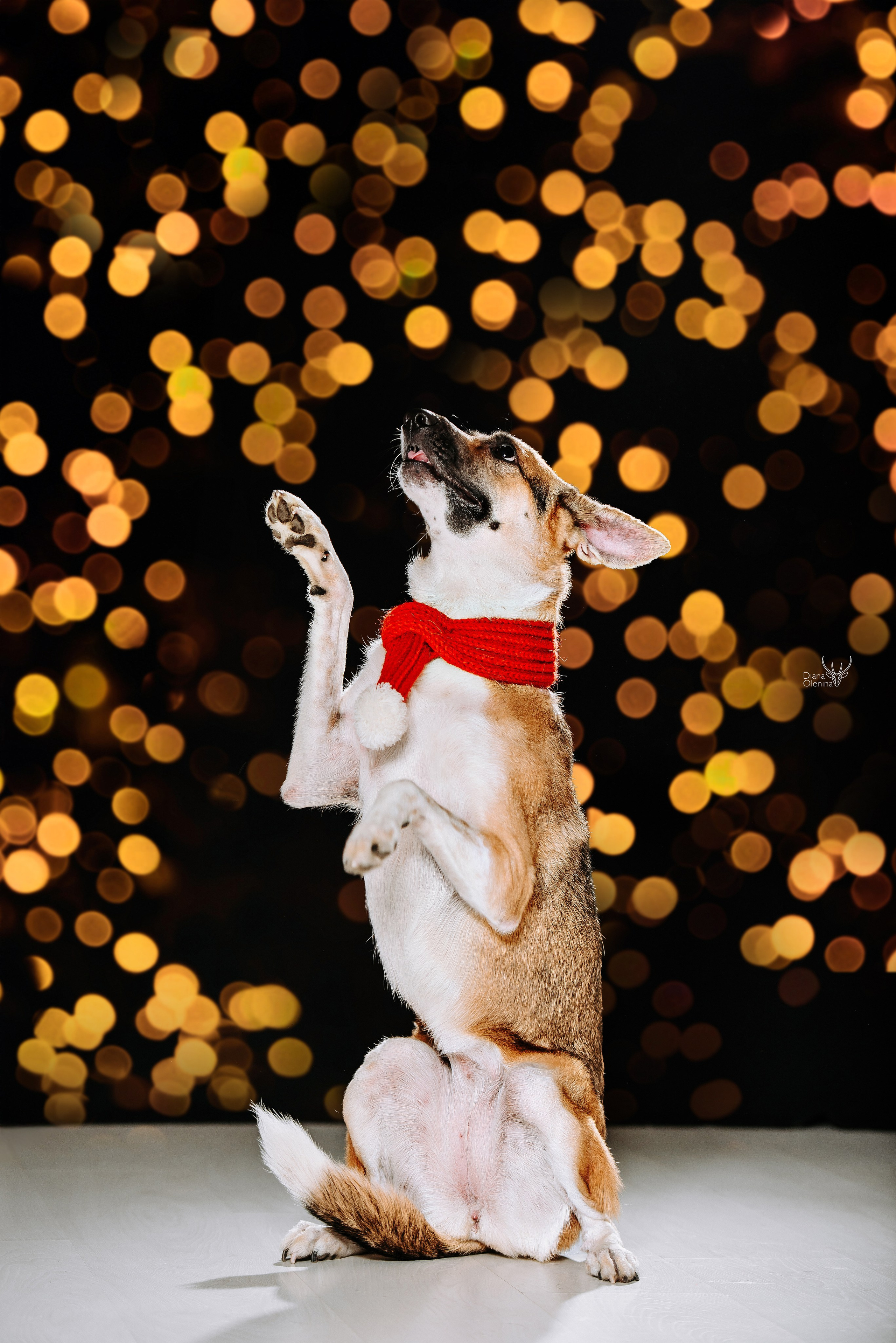 Собаки фоны. Фотограф Диана Оленина Красноярск / Братск