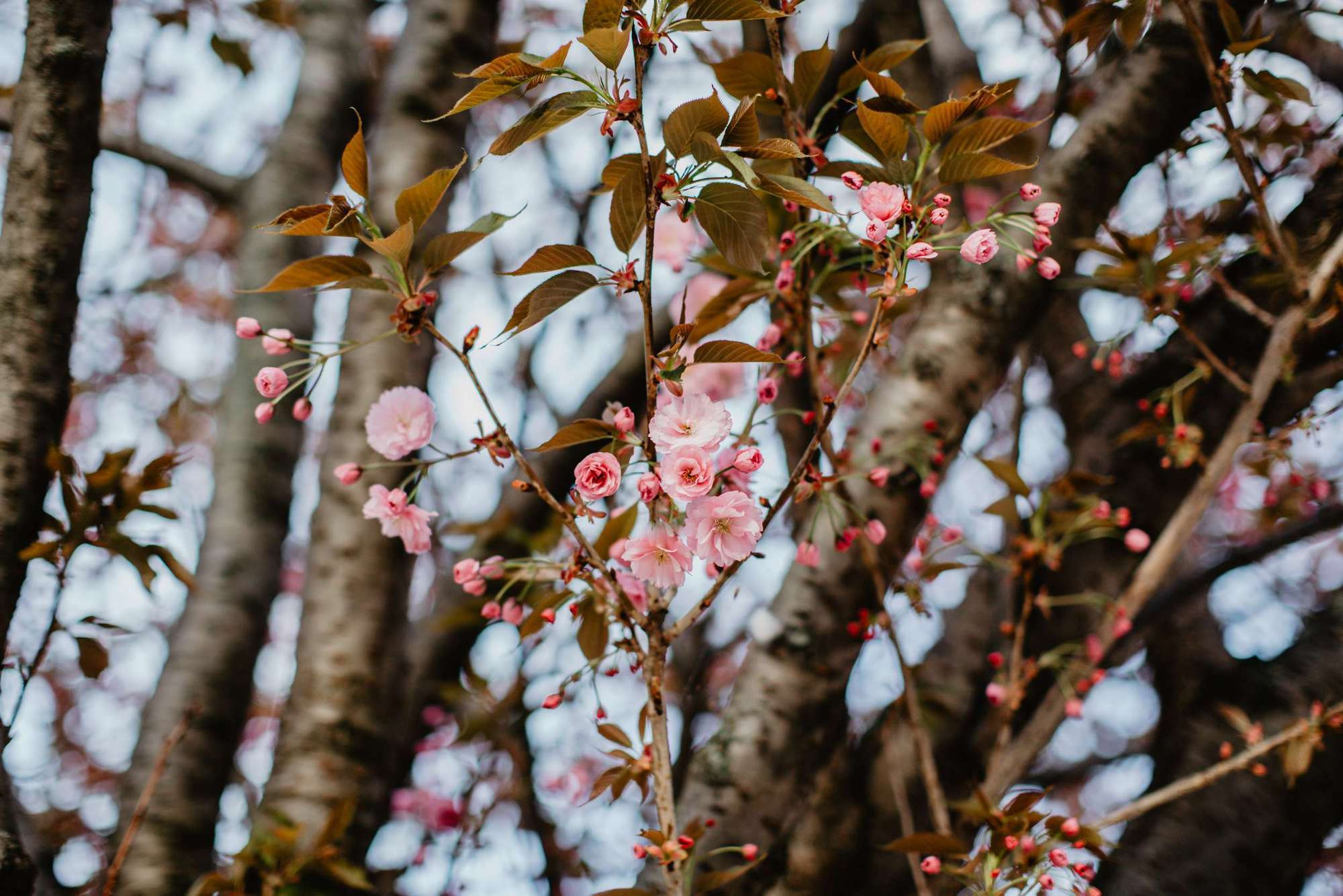Валерия и Алекс. Париж. Свадебный фотограф Марина Назарова Москва