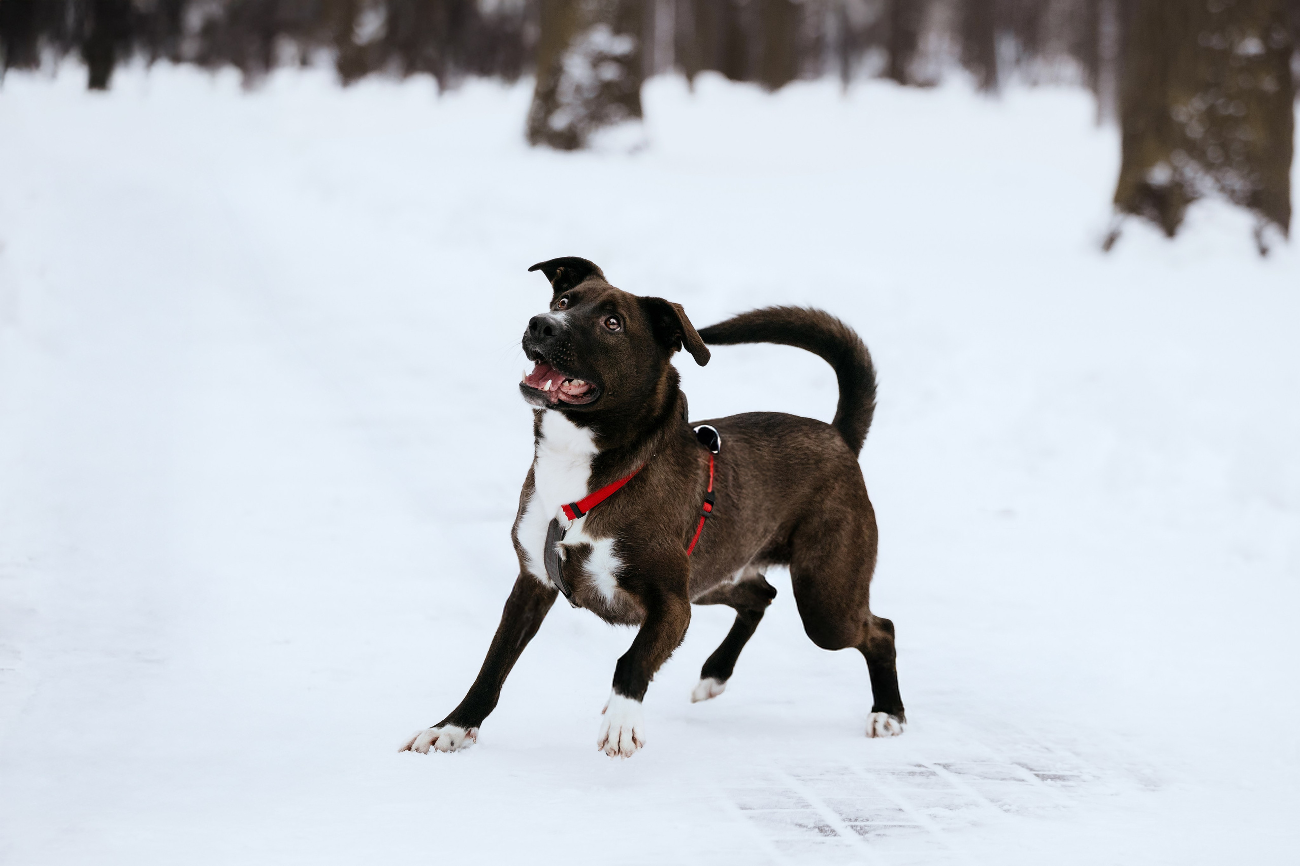 Собаки из приюта Дубовая роща зима. Фотограф-анималист Татьяна Степанова