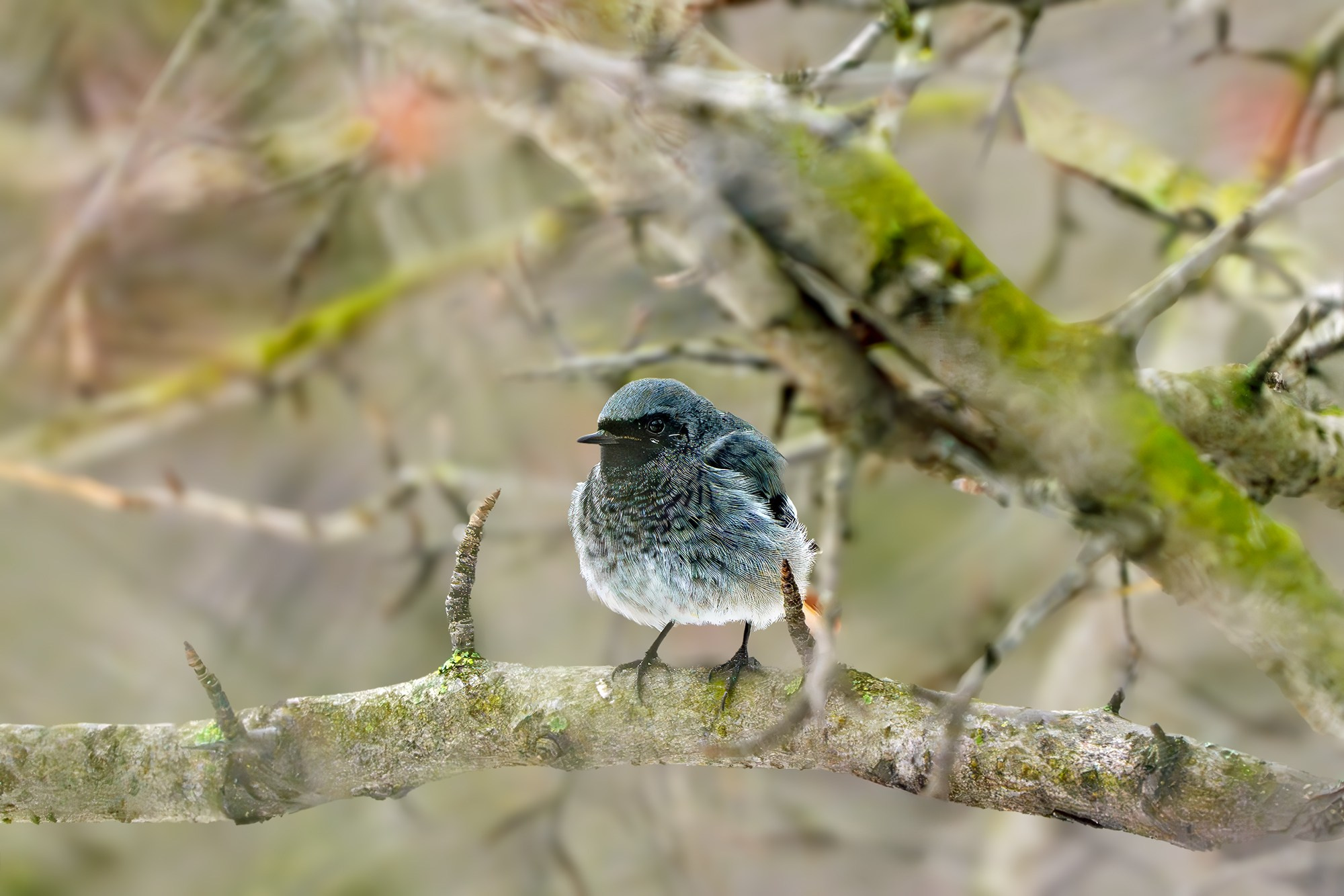 Удивительные мир птиц. Вокруг нас столько прекрасного — присмотритесь!. Ваш личный фотограф Марина Волкова