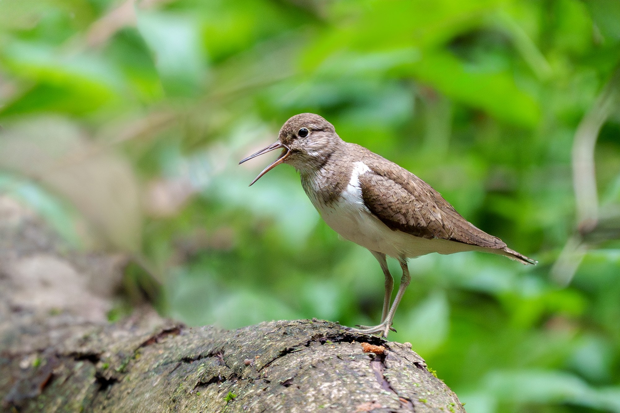 Удивительные мир птиц. Вокруг нас столько прекрасного — присмотритесь!. Ваш личный фотограф Марина Волкова
