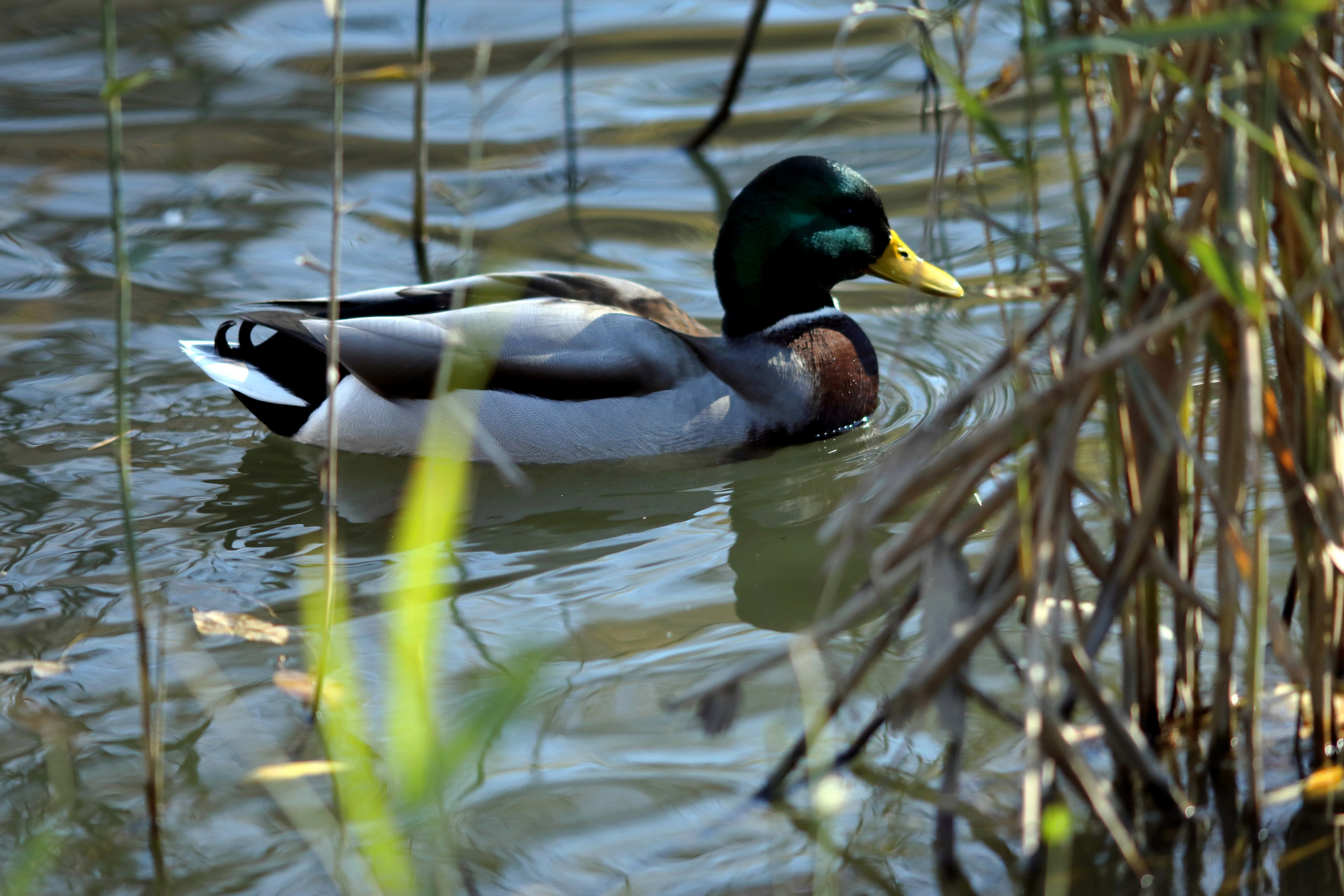 Птицы и животные южного региона. Фото-художник и Репортажный фотограф Николаев Александр Алексеевич