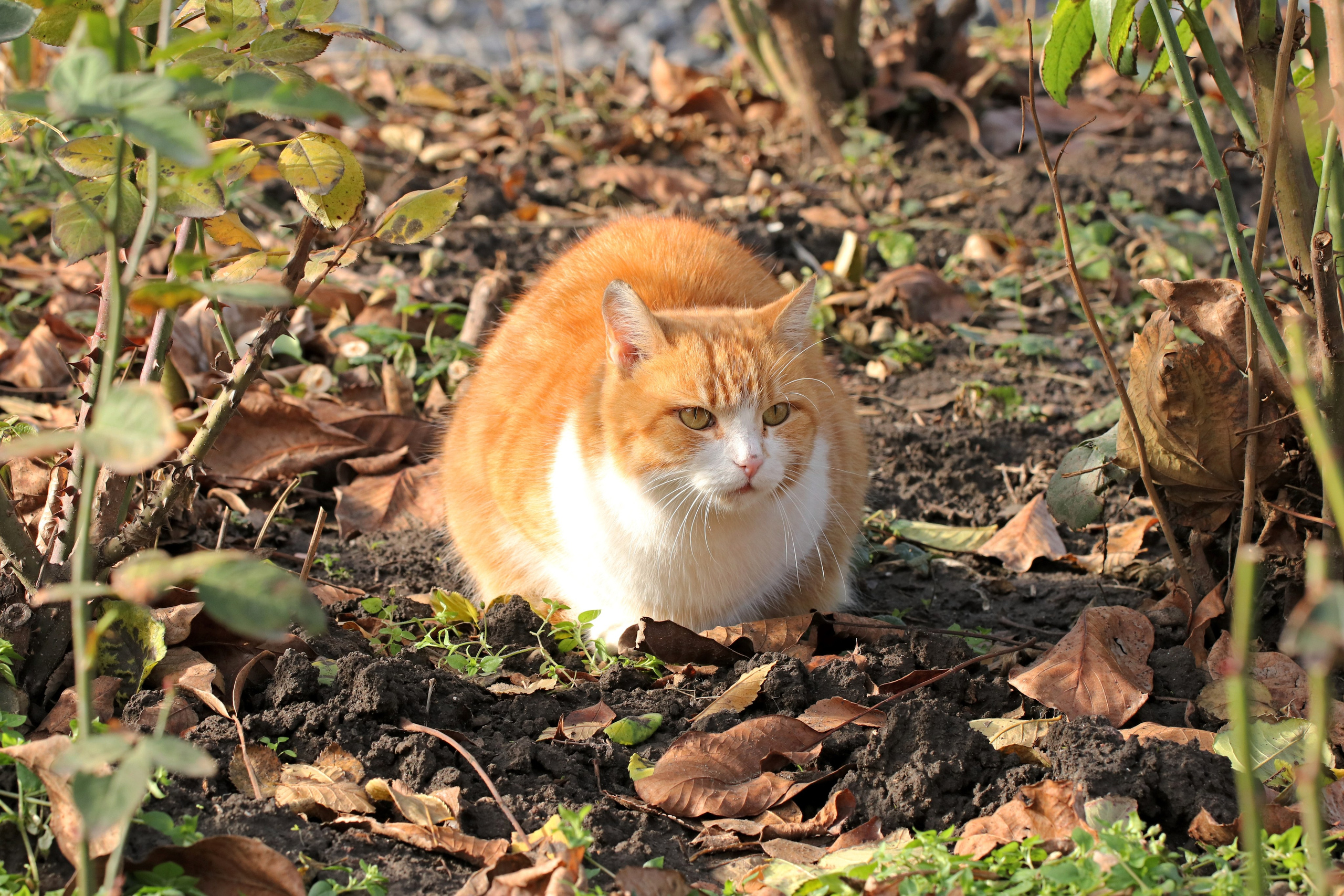 Домашние животные-Кошки. Фото-художник и Репортажный фотограф Николаев Александр Алексеевич