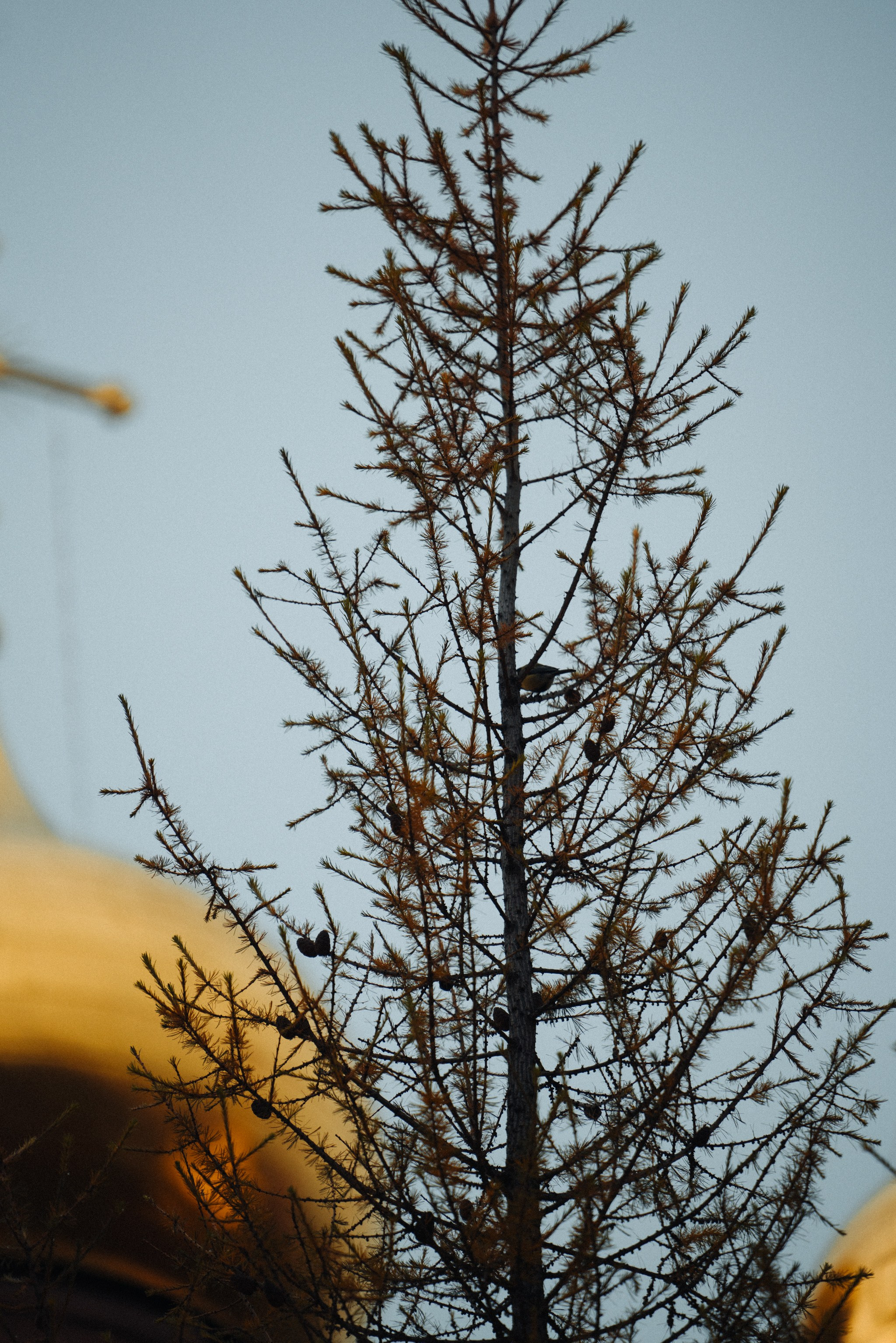 Нижневартовск, Октябрь 2024