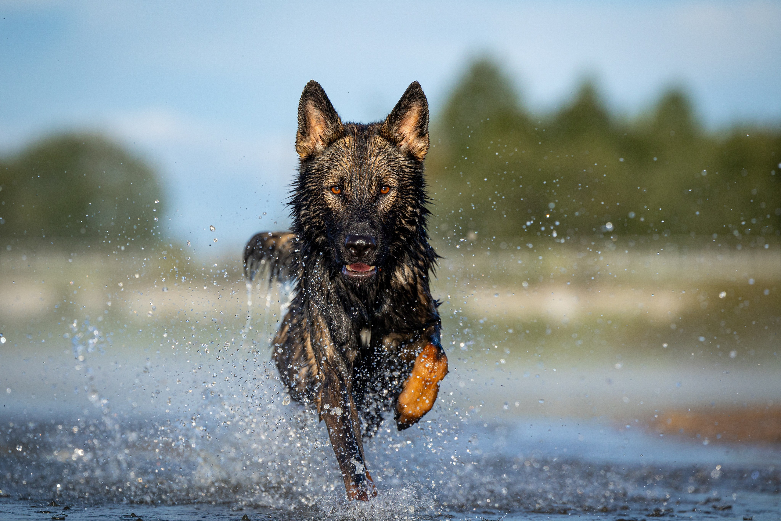 Немецкие овчарки Кетчер и Роскошь. Фотограф-анималист Natalia Deingel | Фотосъемка собак в Москве