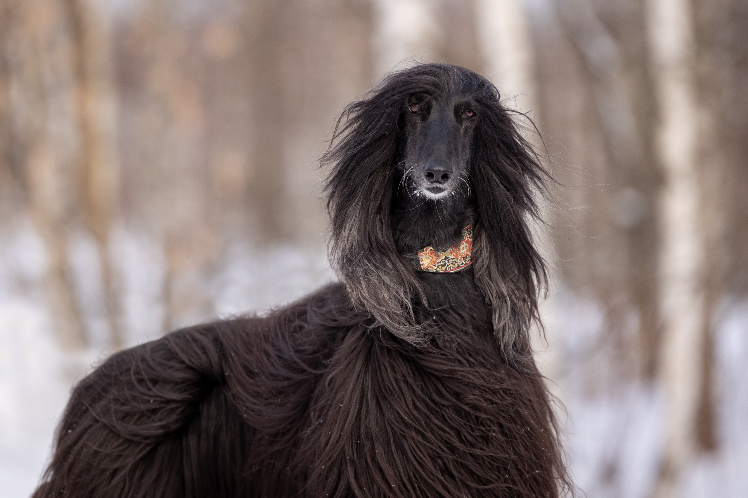 Игры афганов в снегу. Фотограф-анималист Natalia Deingel | Фотосъемка собак в Москве