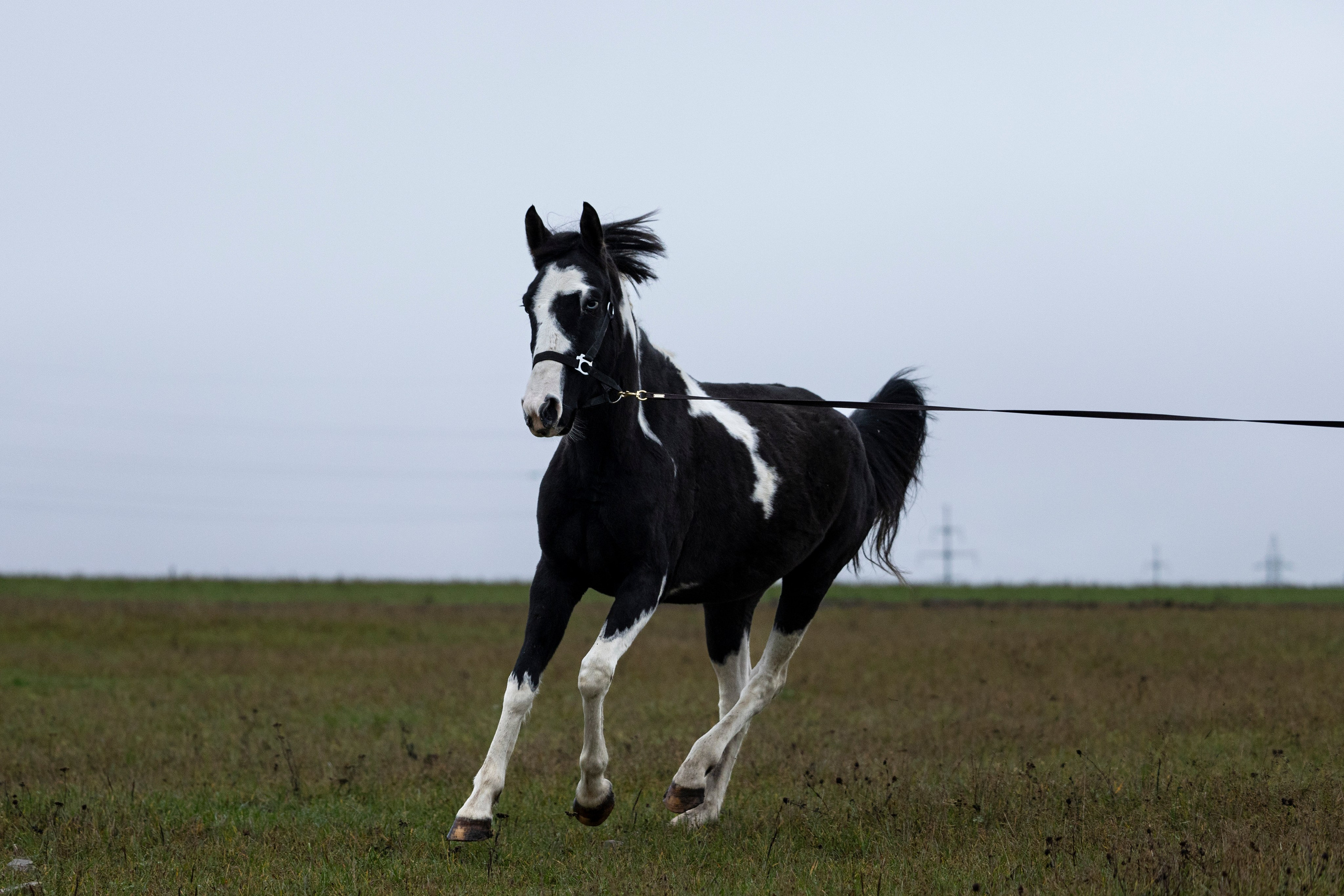Дракарис и Кейси. Фотограф-анималист Анна Маринич