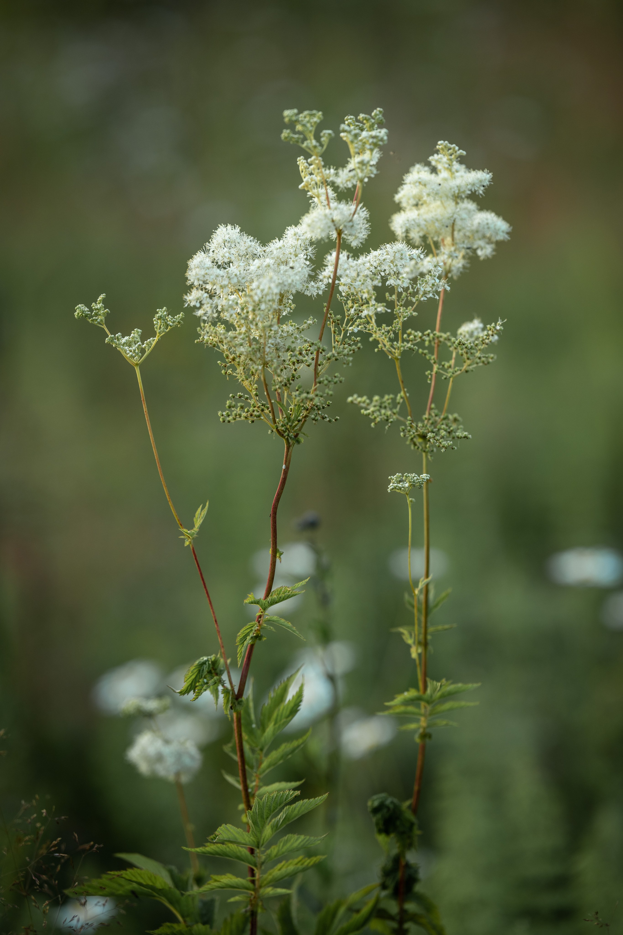 Природные пейзажи. Наталия Клевинскас портретный фотограф в Костроме