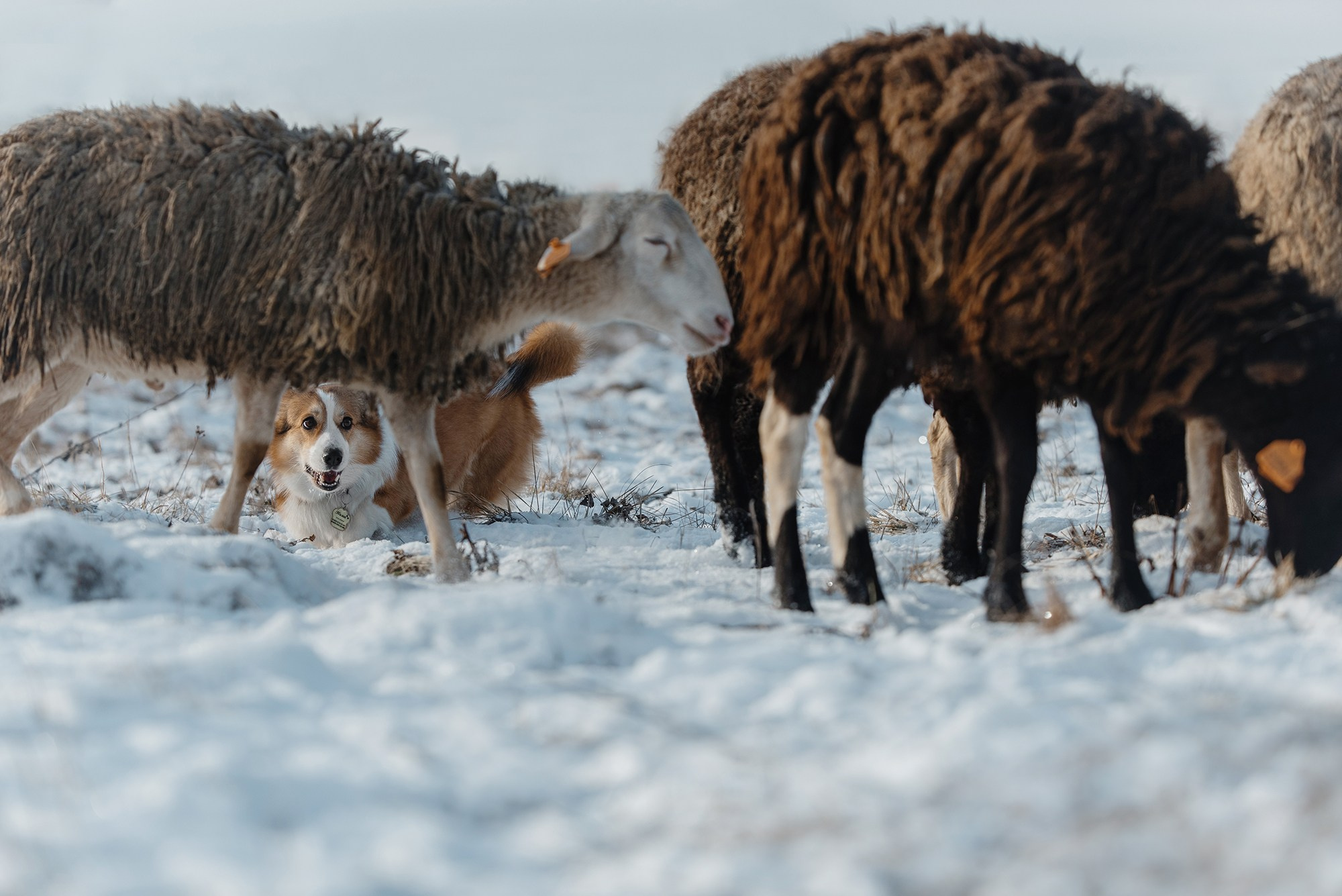 Пастьба. Фотограф Анна Тюрина