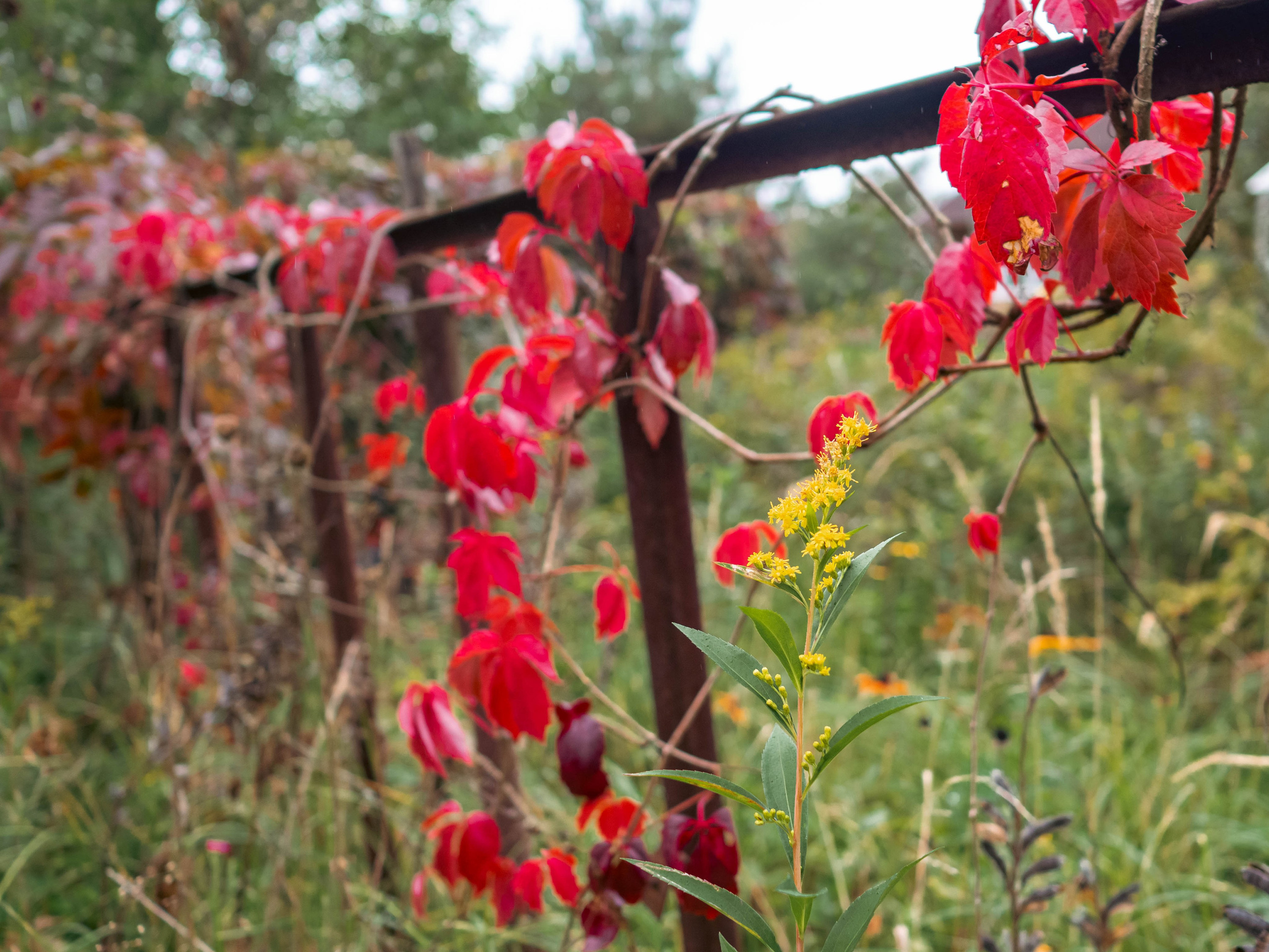 20230916 Дача. Дмитрий Ремизов. Фотография, как хобби