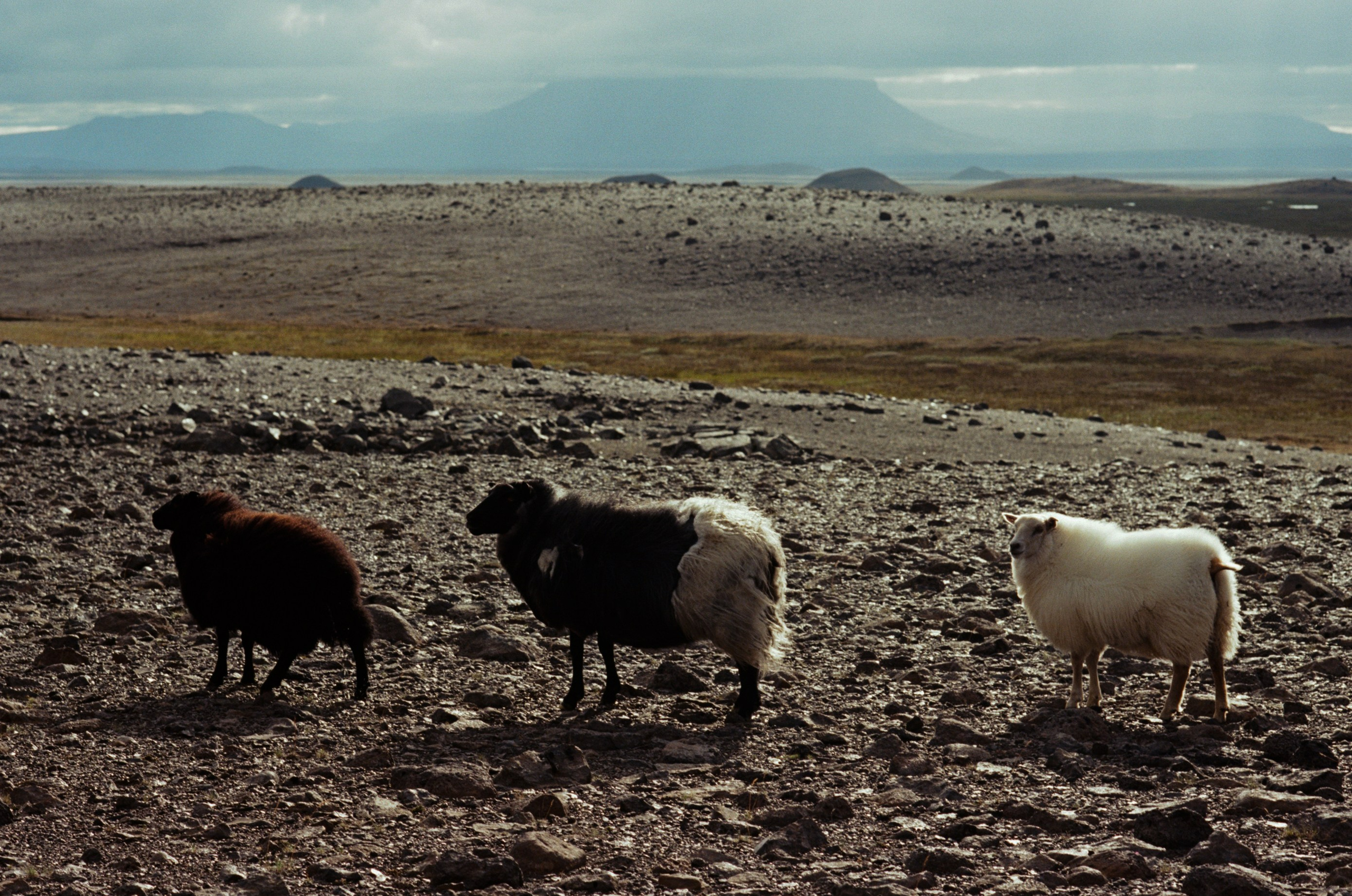 Human // iceland, f905. EVER EXPOSED