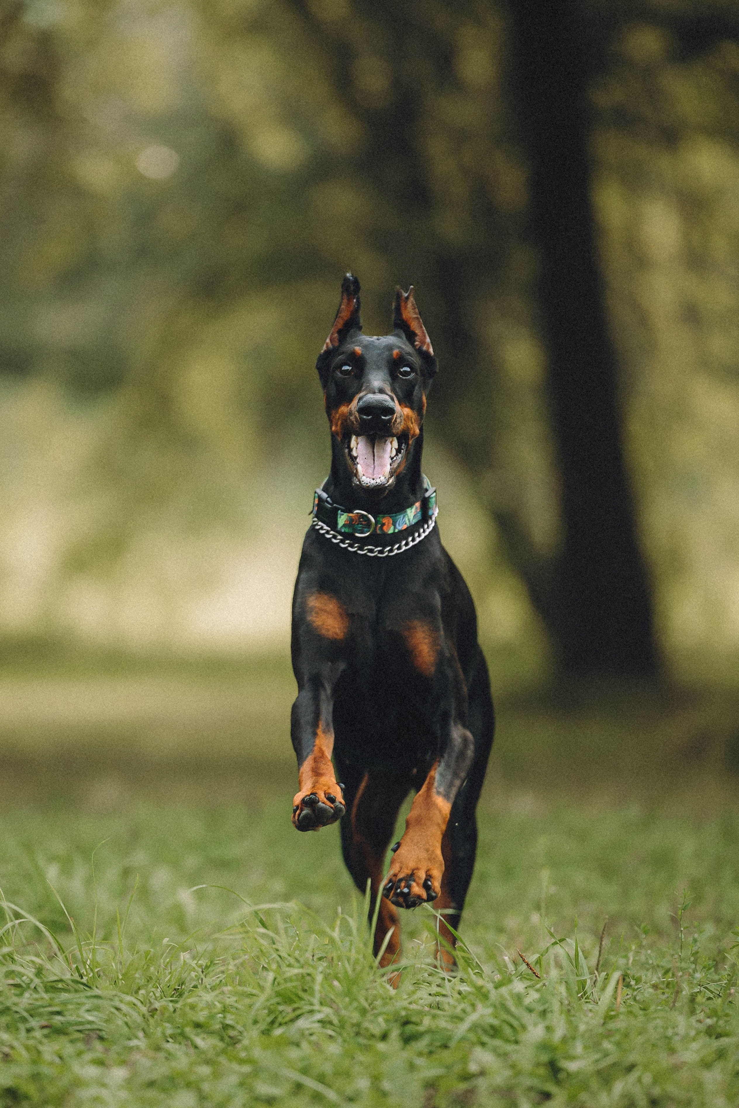 Паша и Хайди