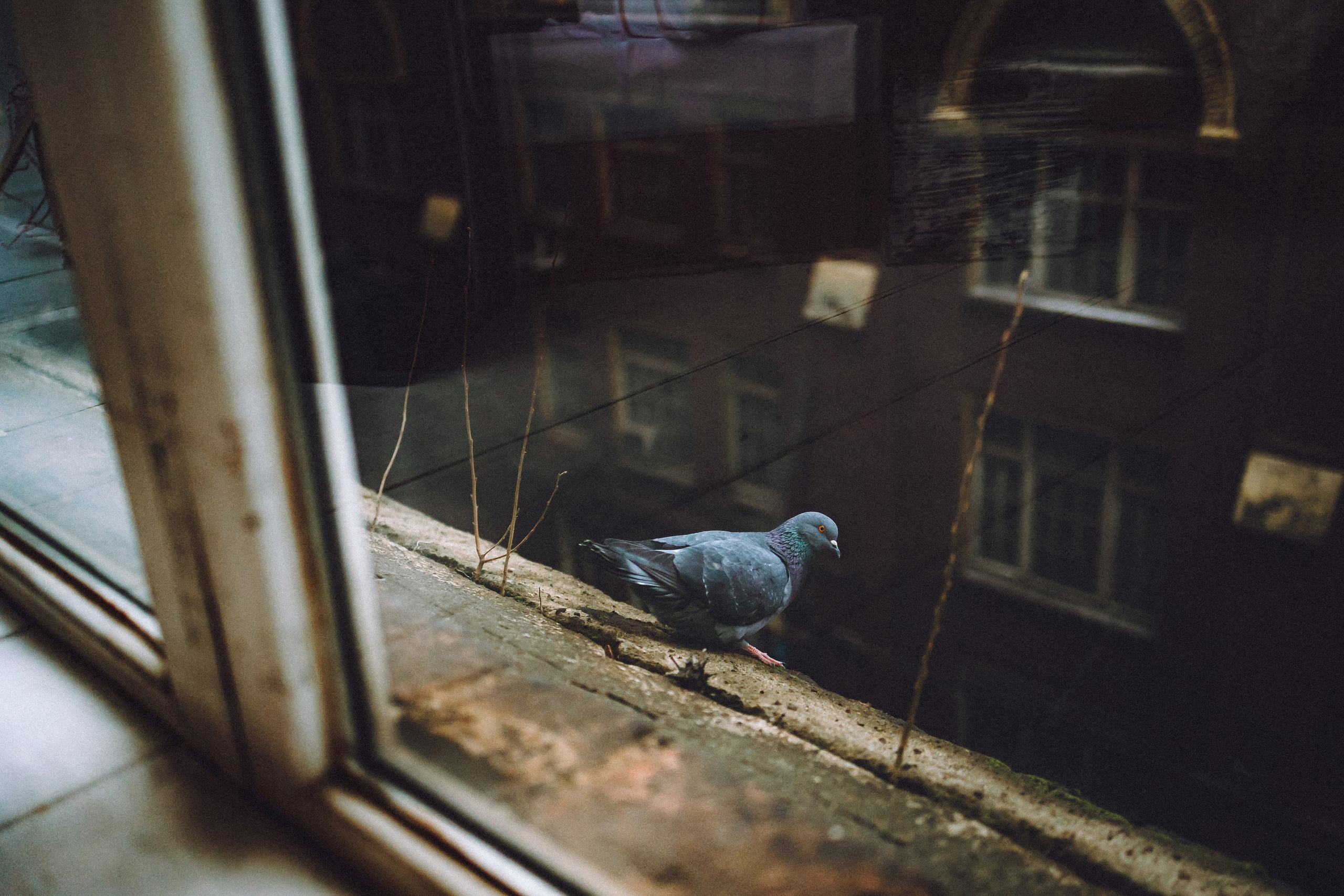 Вика, Глеб и Тори