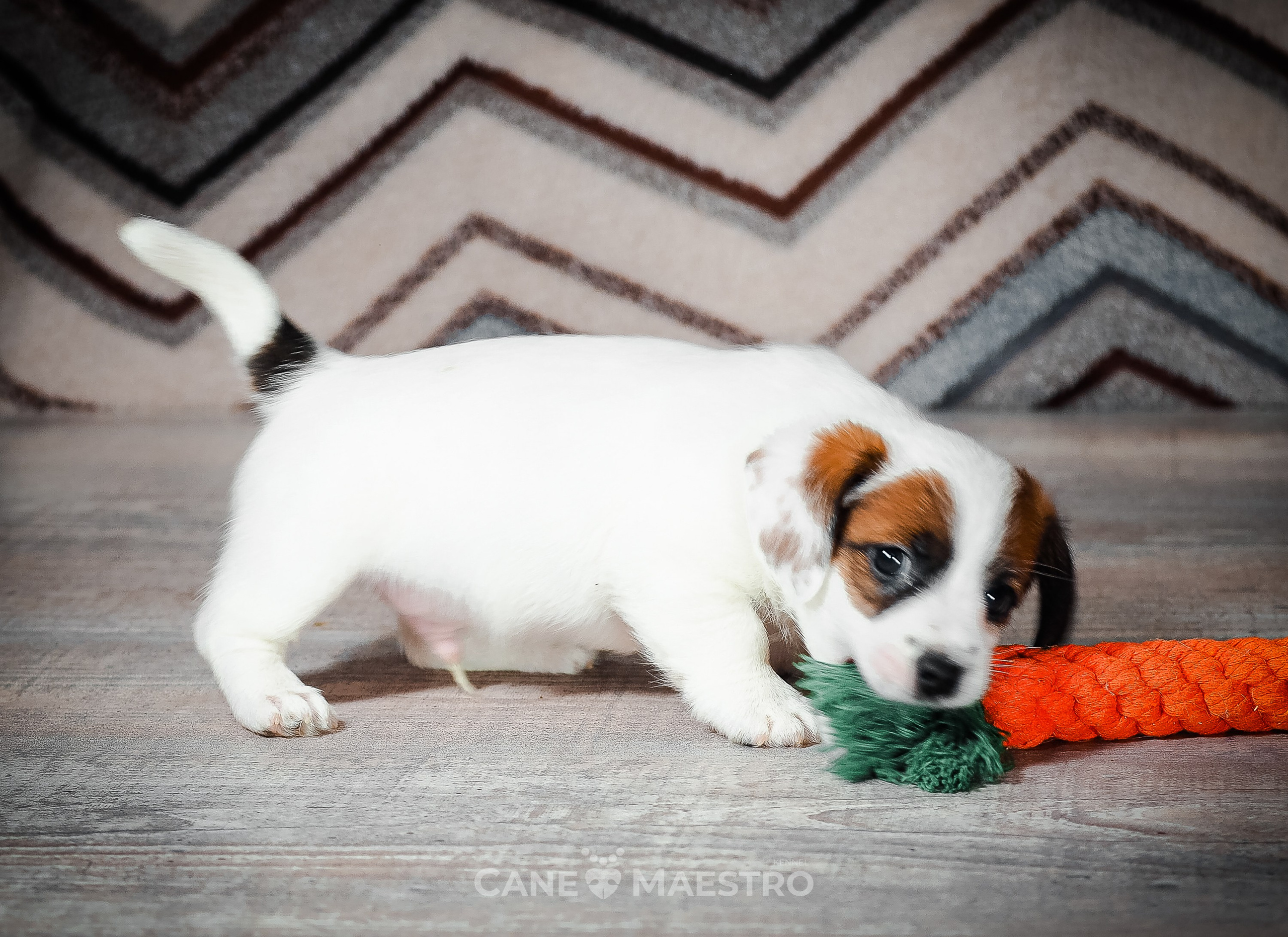 1КОБЛ_МОНОКЛЬ_Ц_ЛИТТЕР. CANE MAESTRO — kennel Jack Russell Terrier