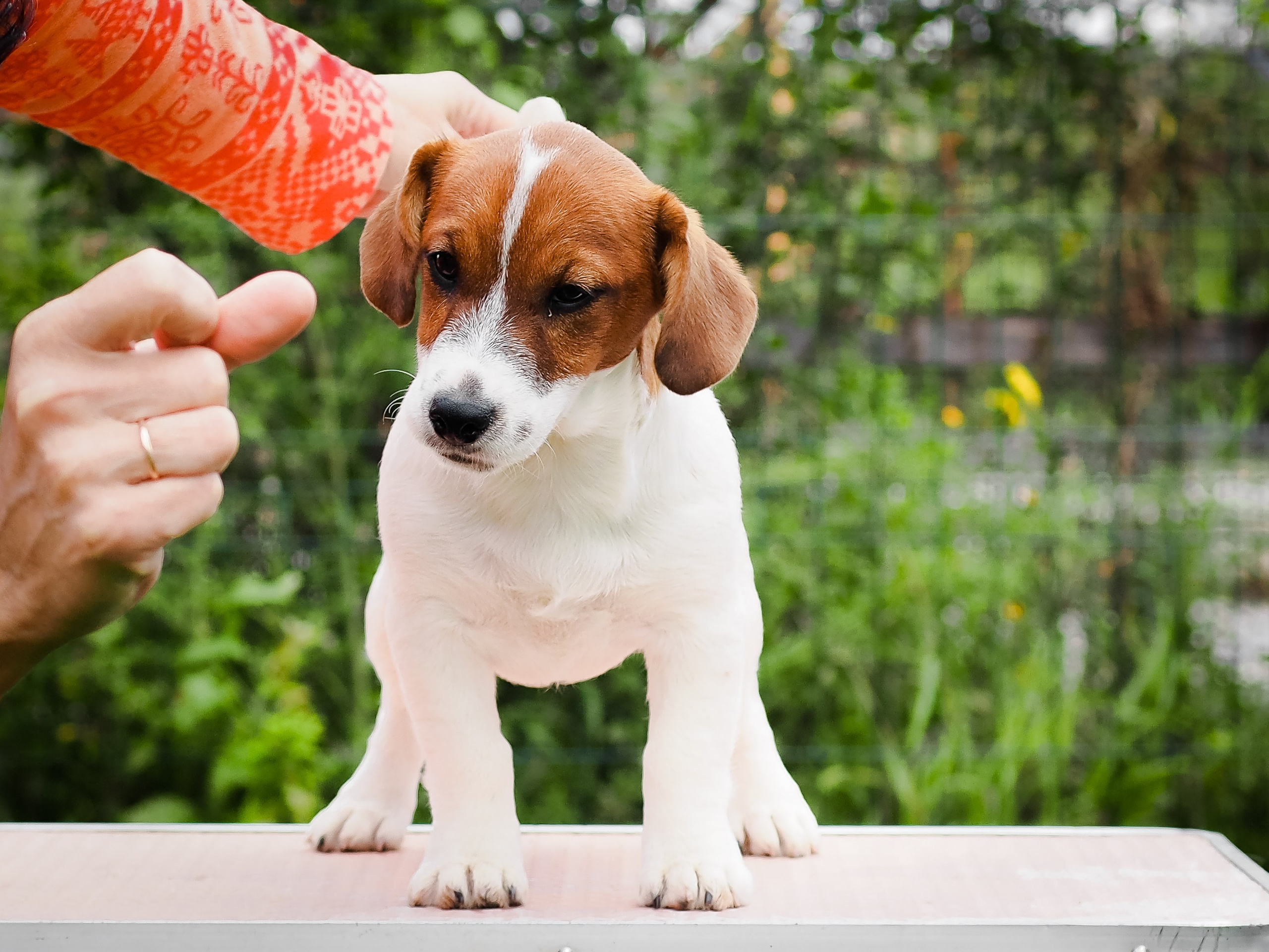 Ш_FEMALE_SHIZGARA. CANE MAESTRO — kennel Jack Russell Terrier