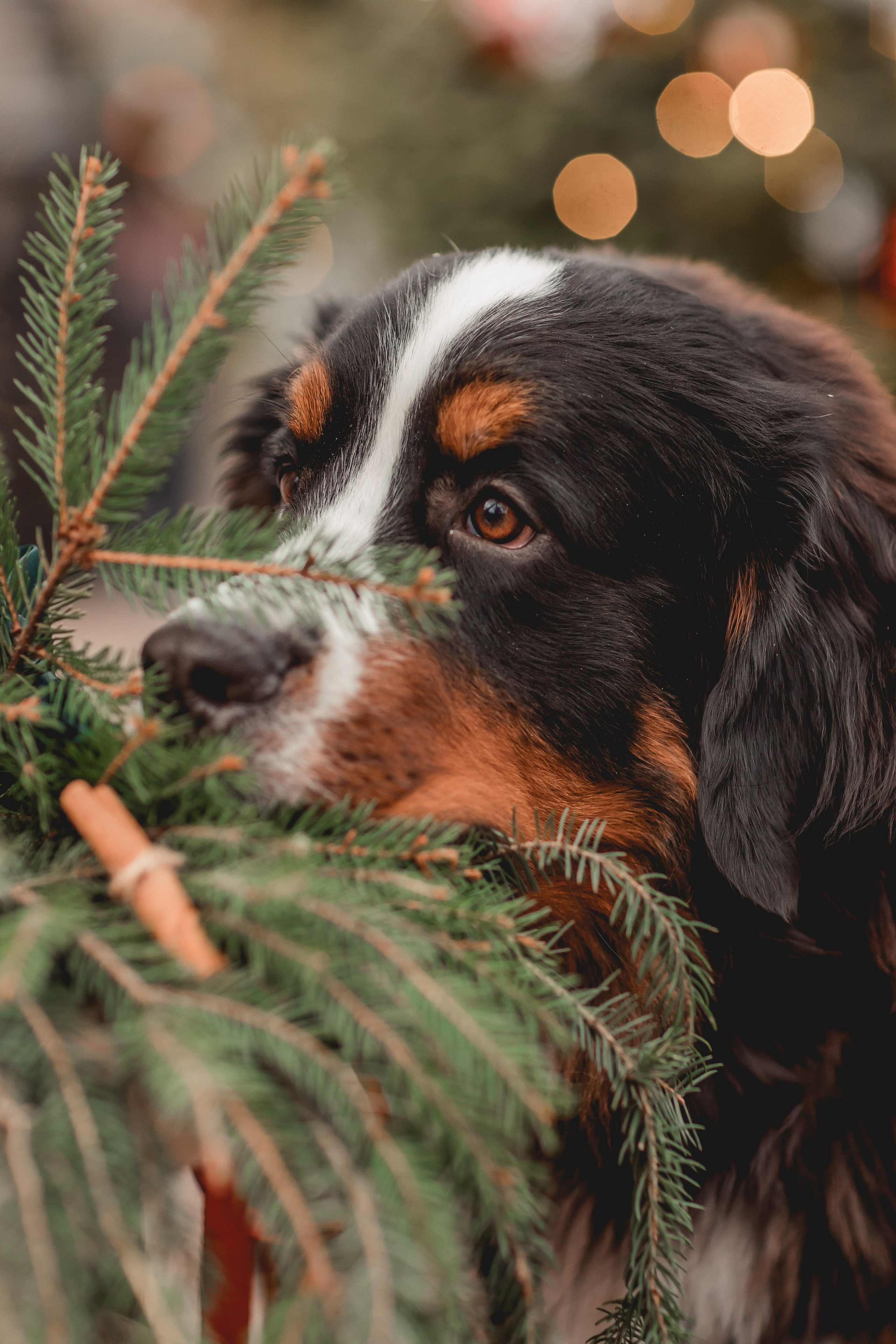 Татьяна и Терри. Семейный фотограф анималист Мария Крючкова