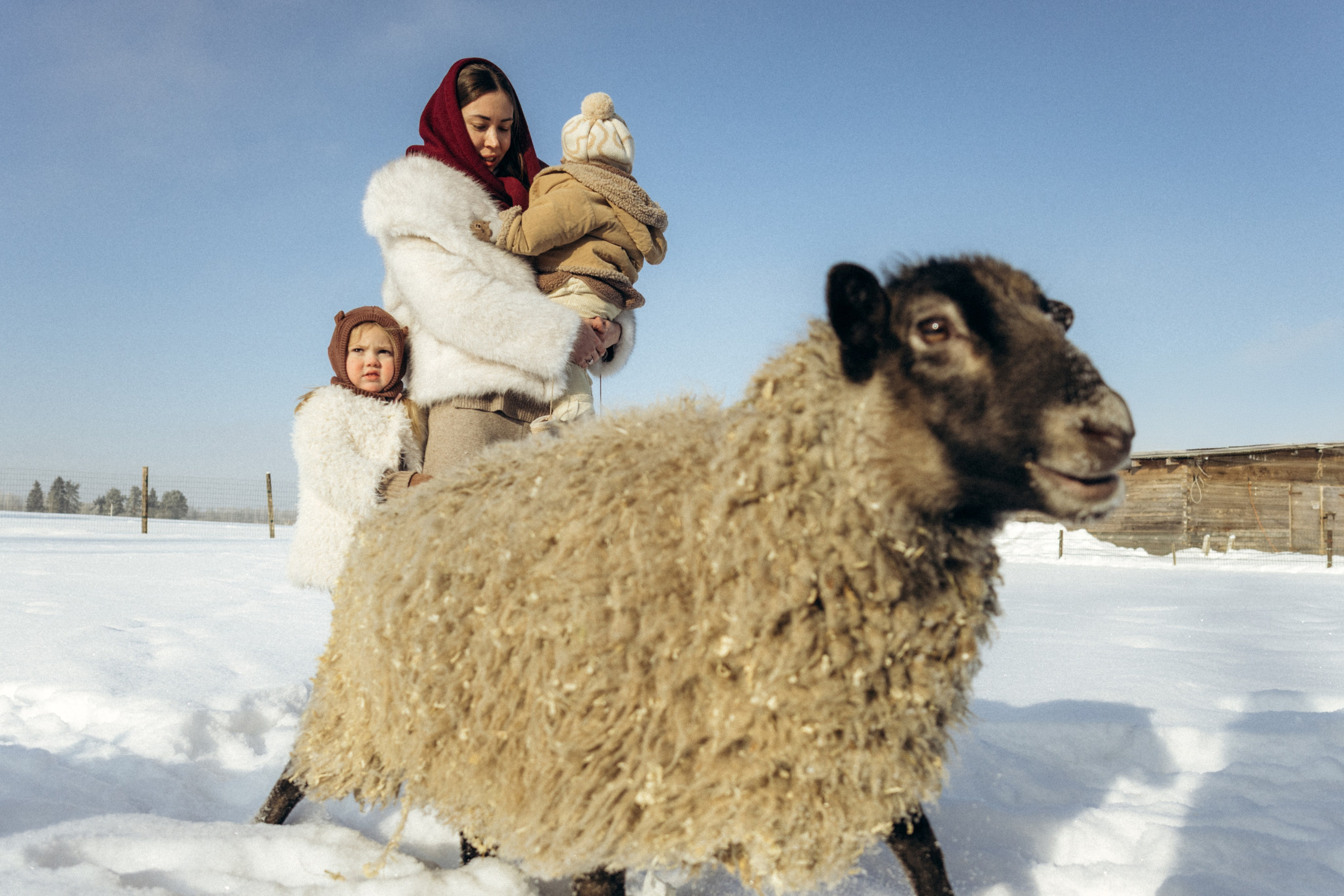 Настя с Сашей и Полей на ферме. Klerout Photographer