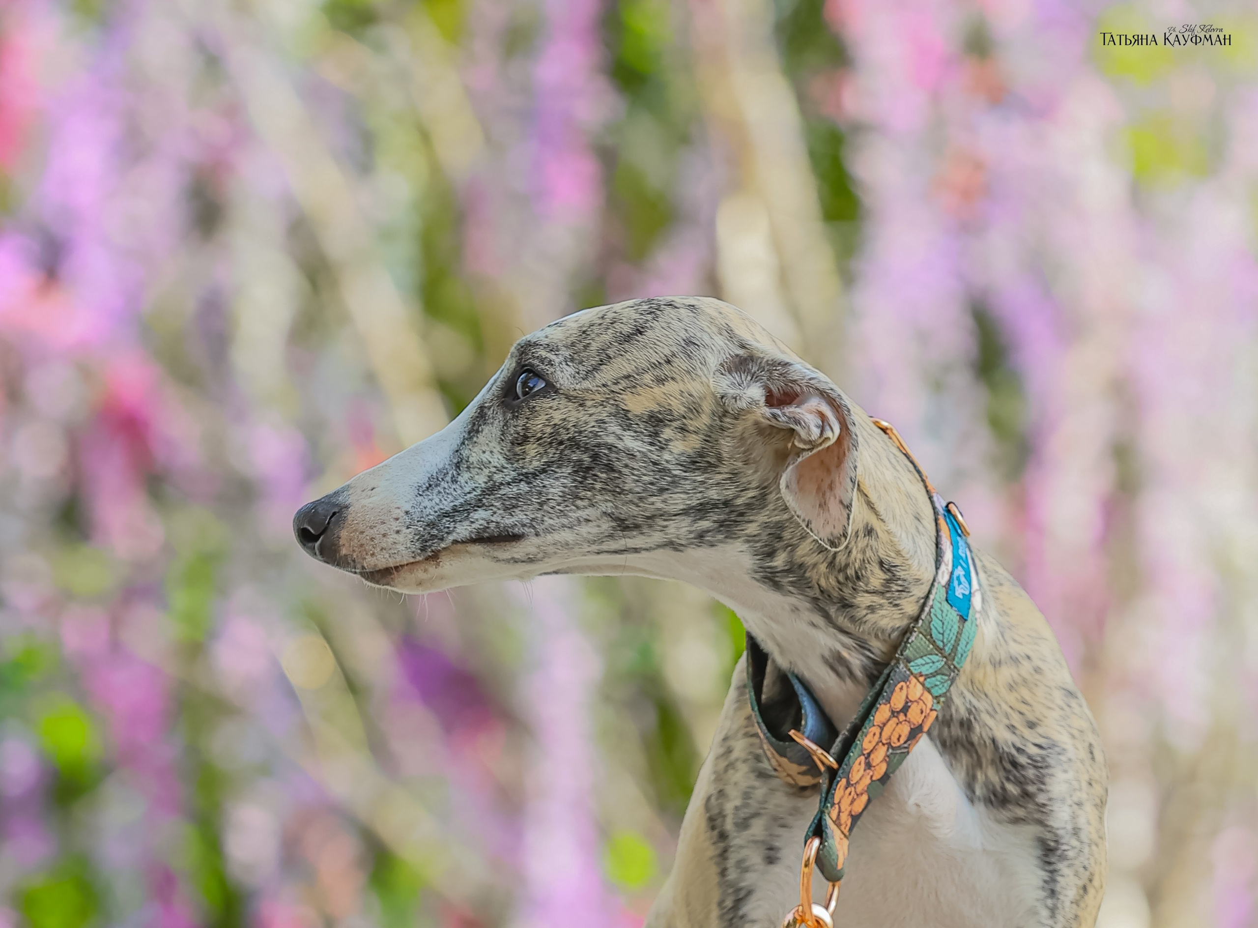 Уиппет, фотография уиппет, собака в цветах, красивая собака, фотограф анималист, фотокурс Анималистика, научиться фотографировать собак, фотограф Новосибирск