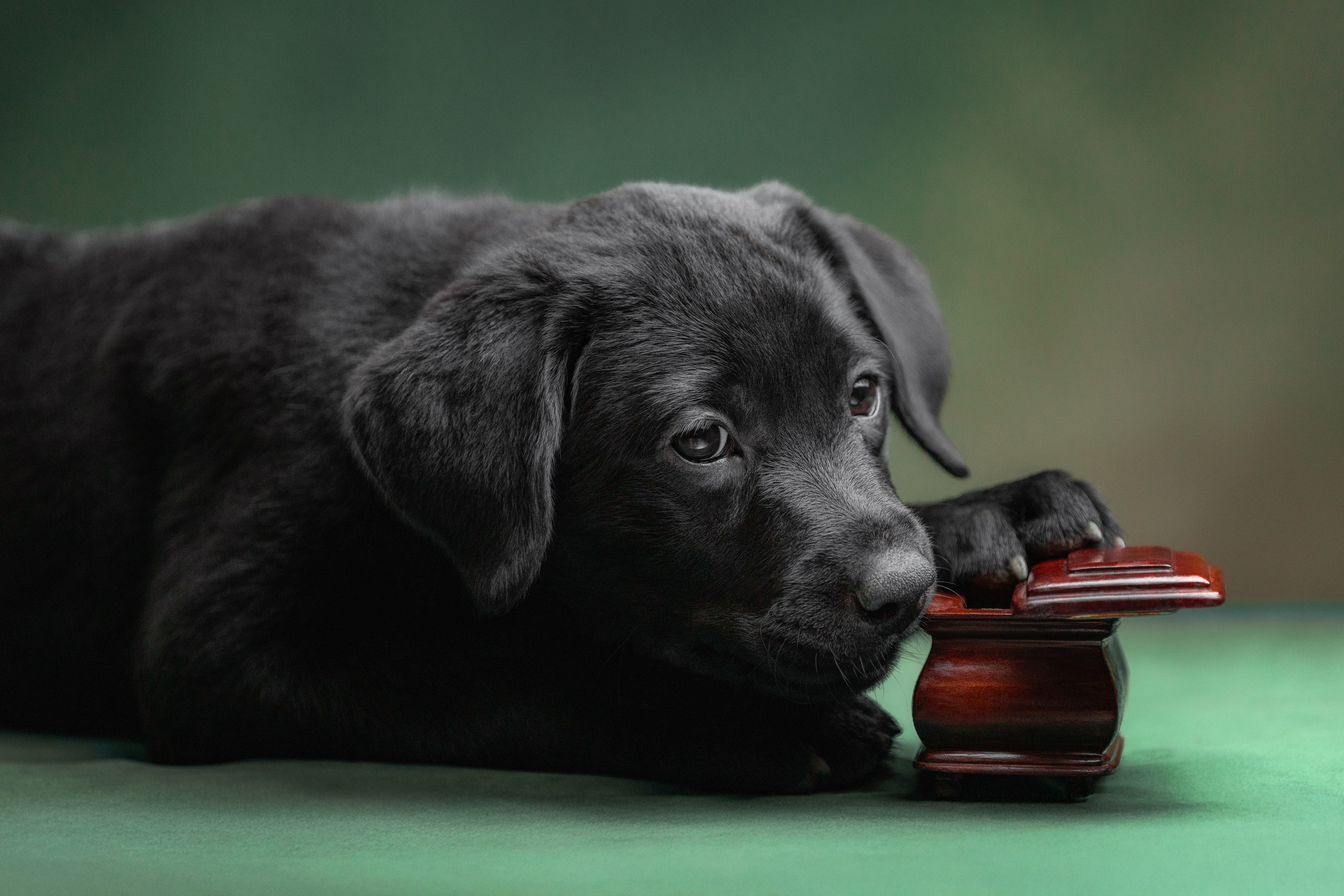 Фотограф-анималист Юлия Зубкова