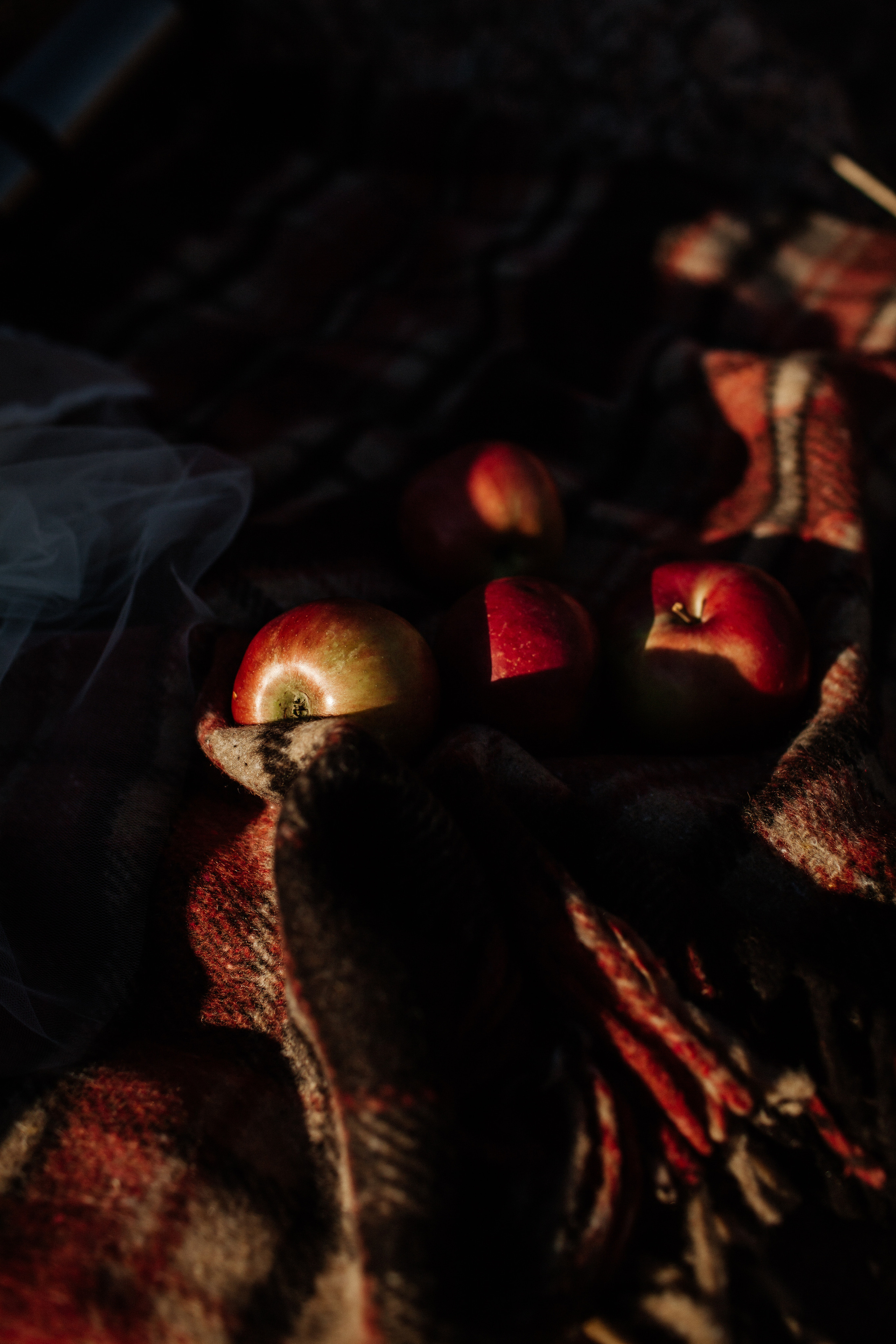 ALEKSEI & KRISTINA. Фотограф Анна Гребенник