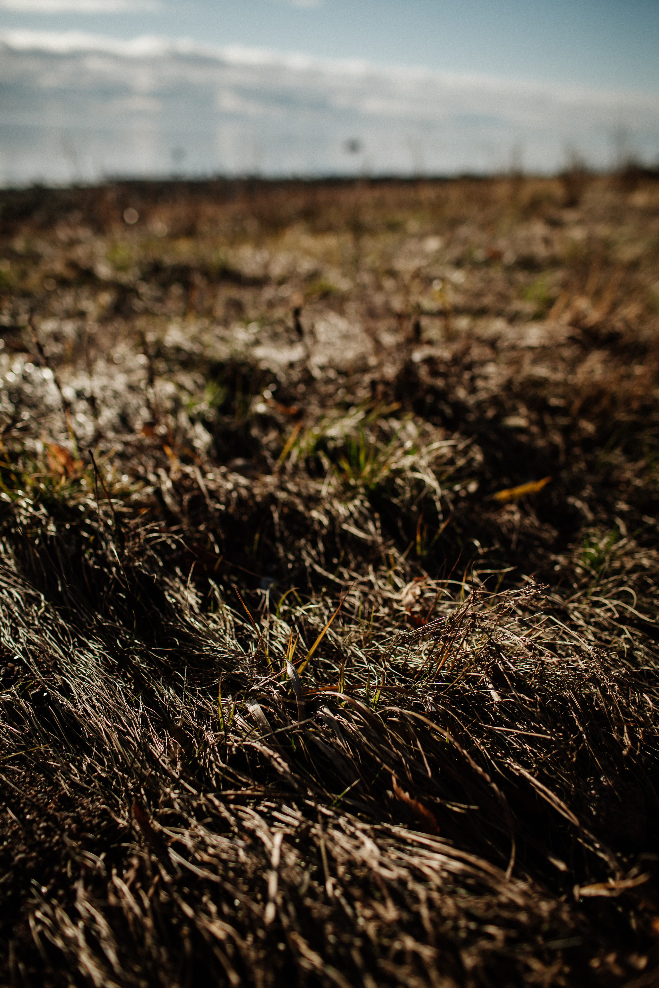ALEKSEI & KRISTINA. Фотограф Анна Гребенник