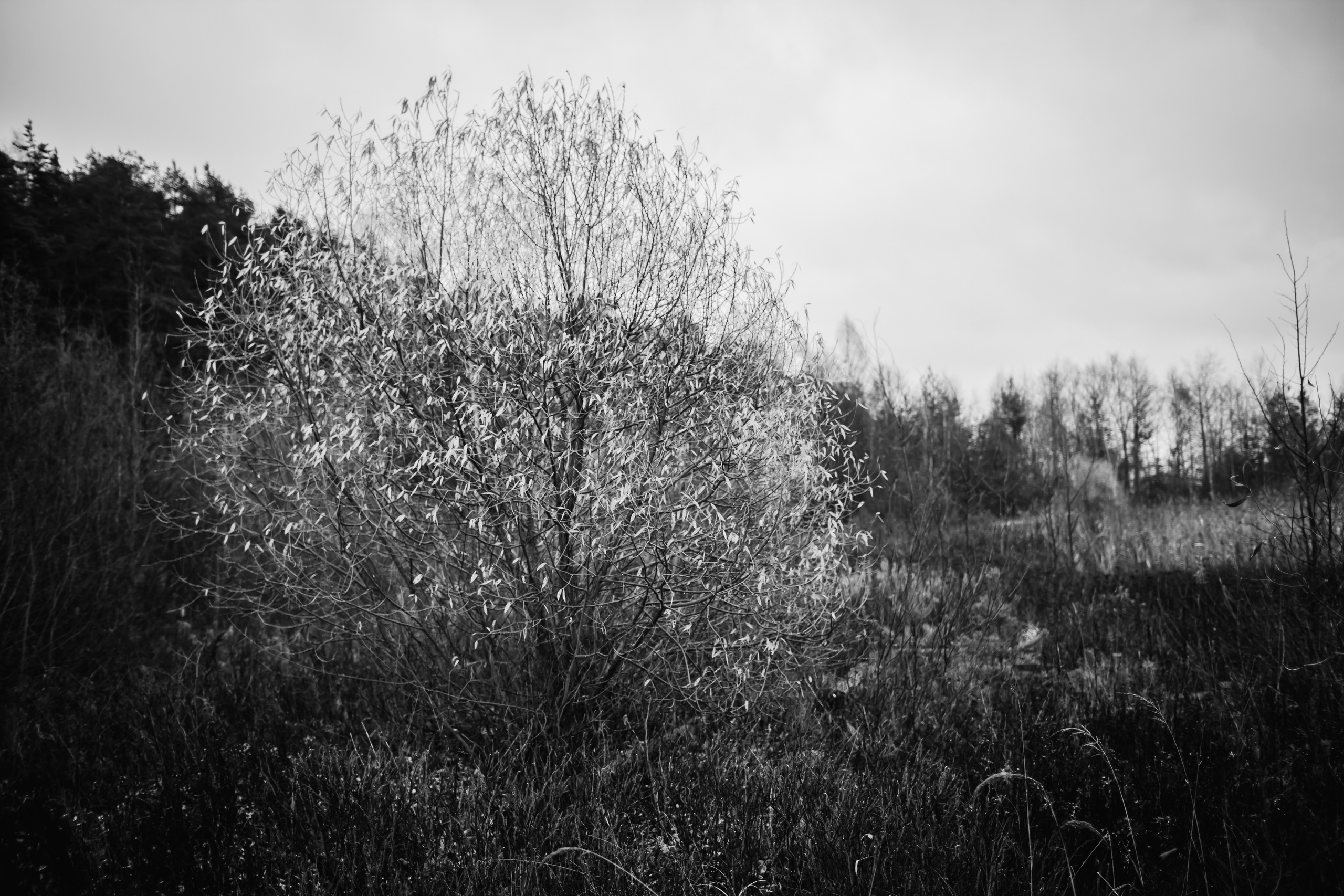 ALEKSEI & KRISTINA. Фотограф Анна Гребенник