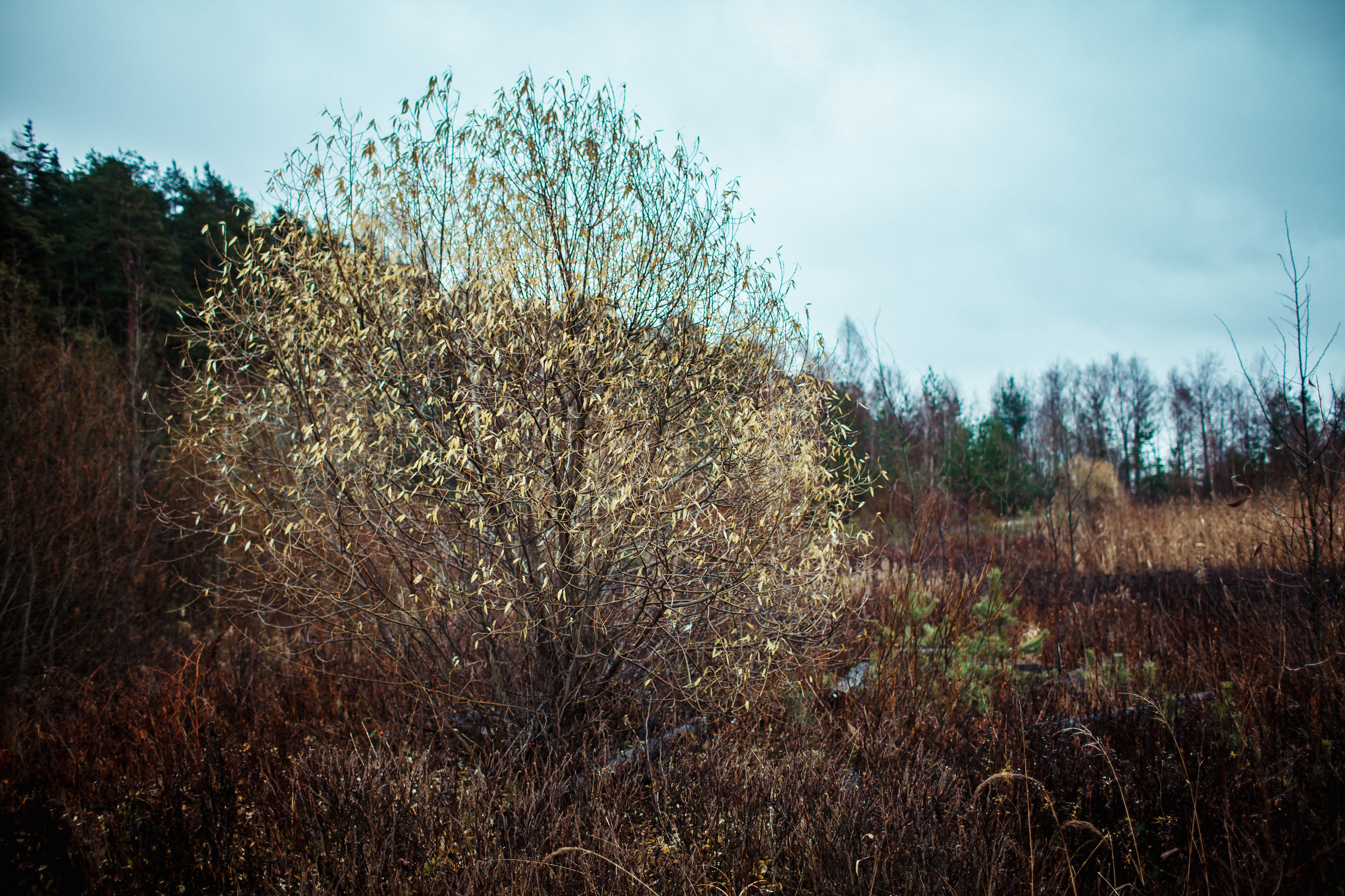 ALEKSEI & KRISTINA. Фотограф Анна Гребенник