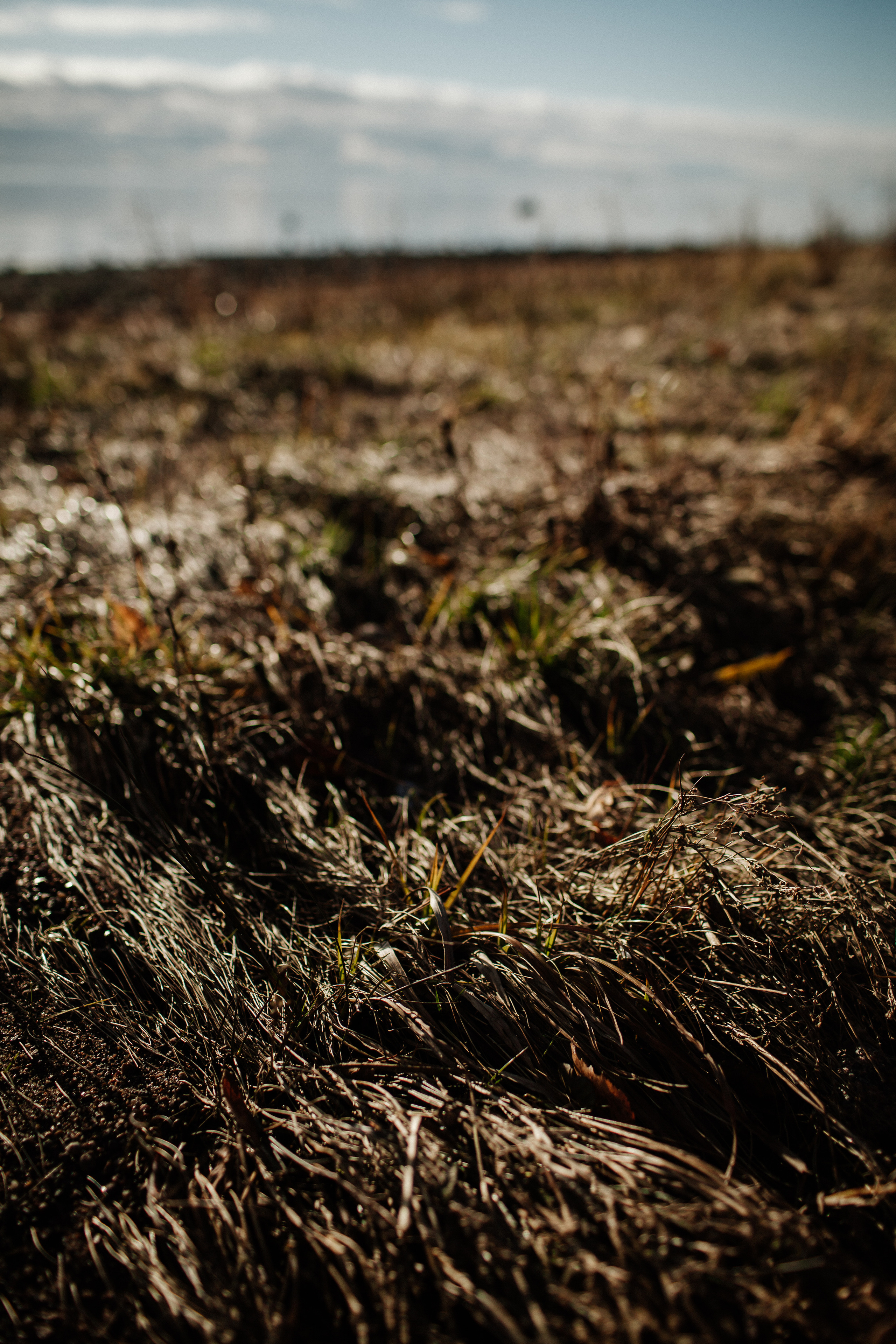 ALEKSEI & KRISTINA. Фотограф Анна Гребенник