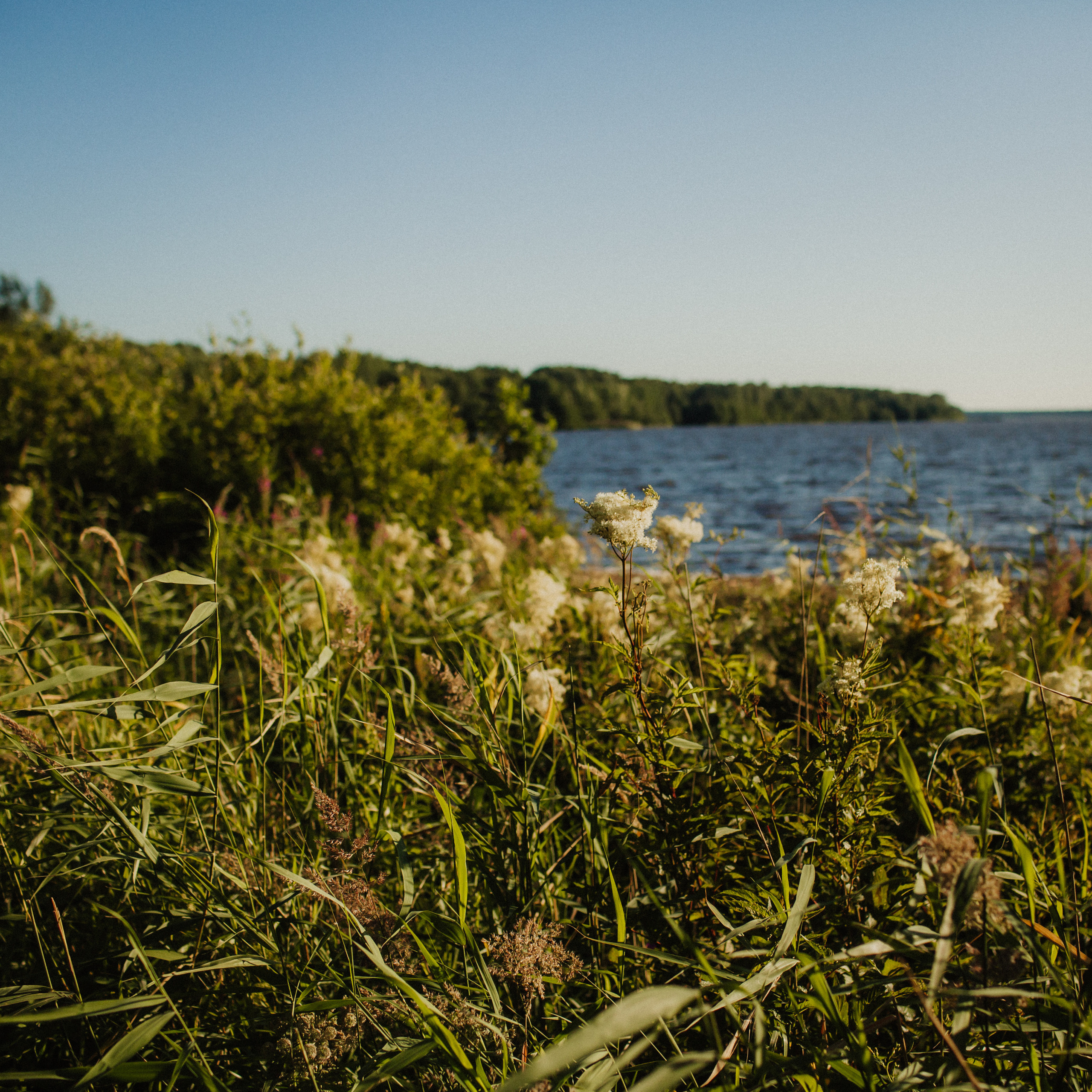 Вереск в твоих волосах. Фотограф Анна Гребенник