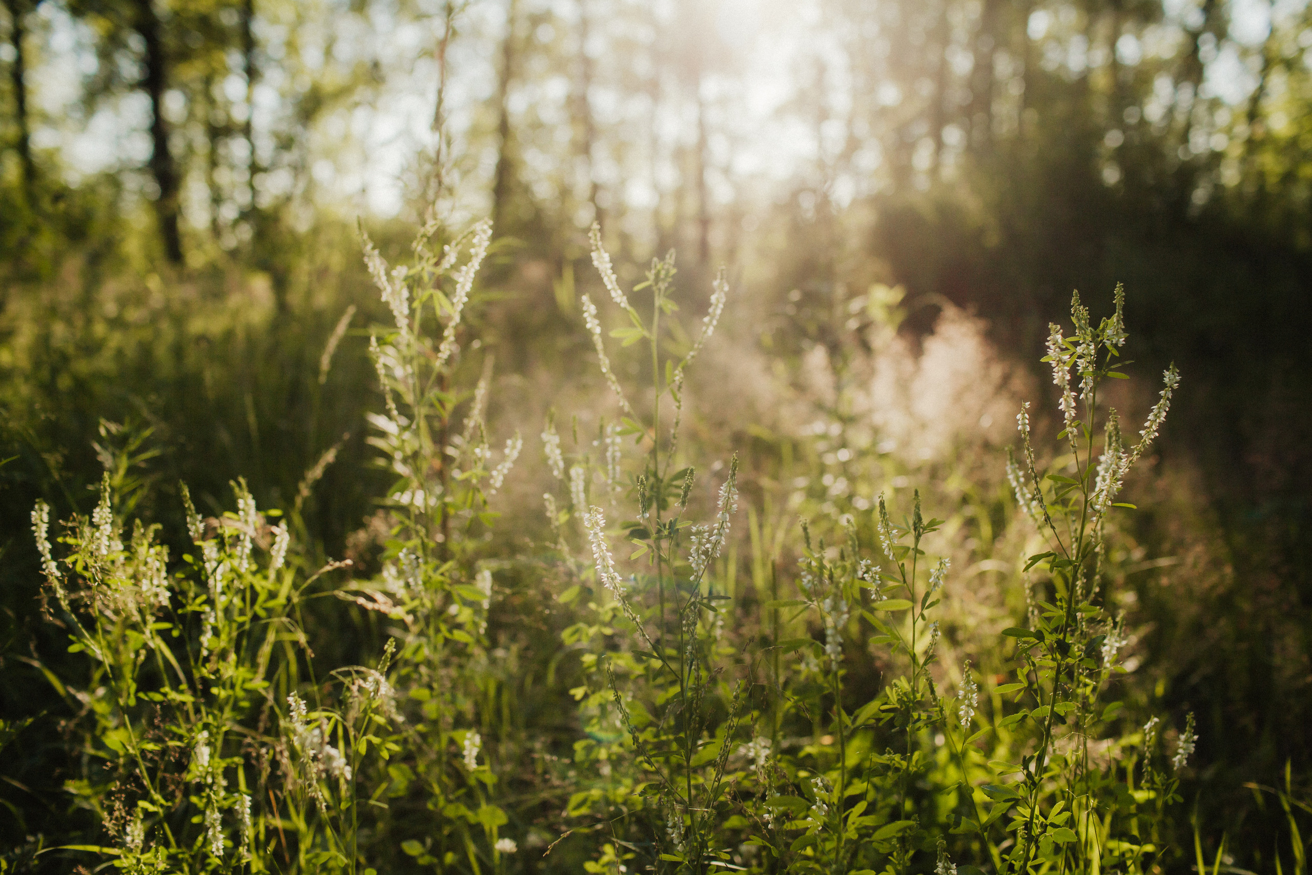 Вереск в твоих волосах. Фотограф Анна Гребенник