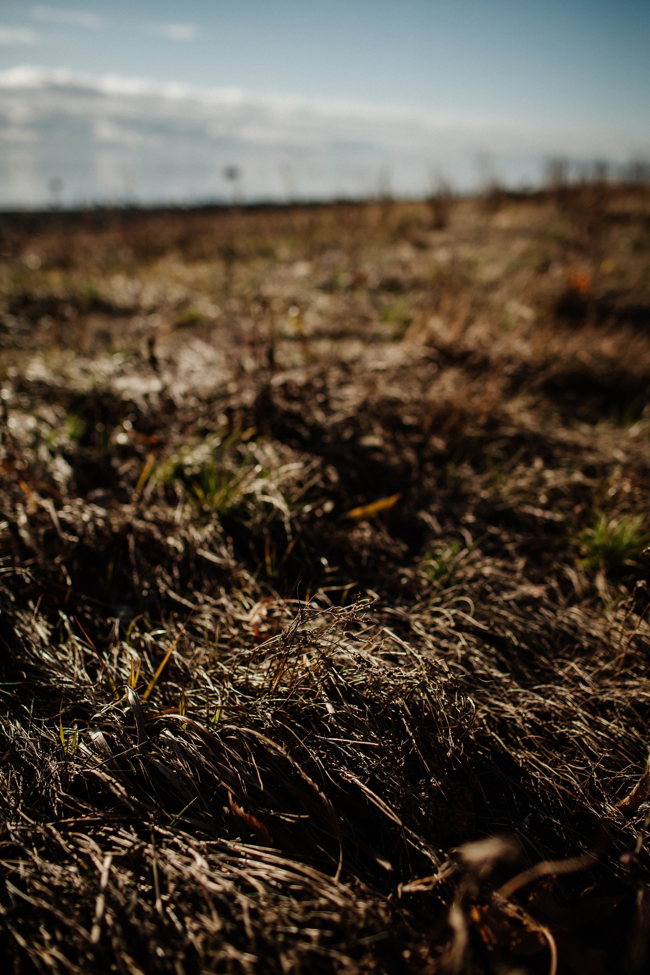 ALEKSEI & KRISTINA. Фотограф Анна Гребенник