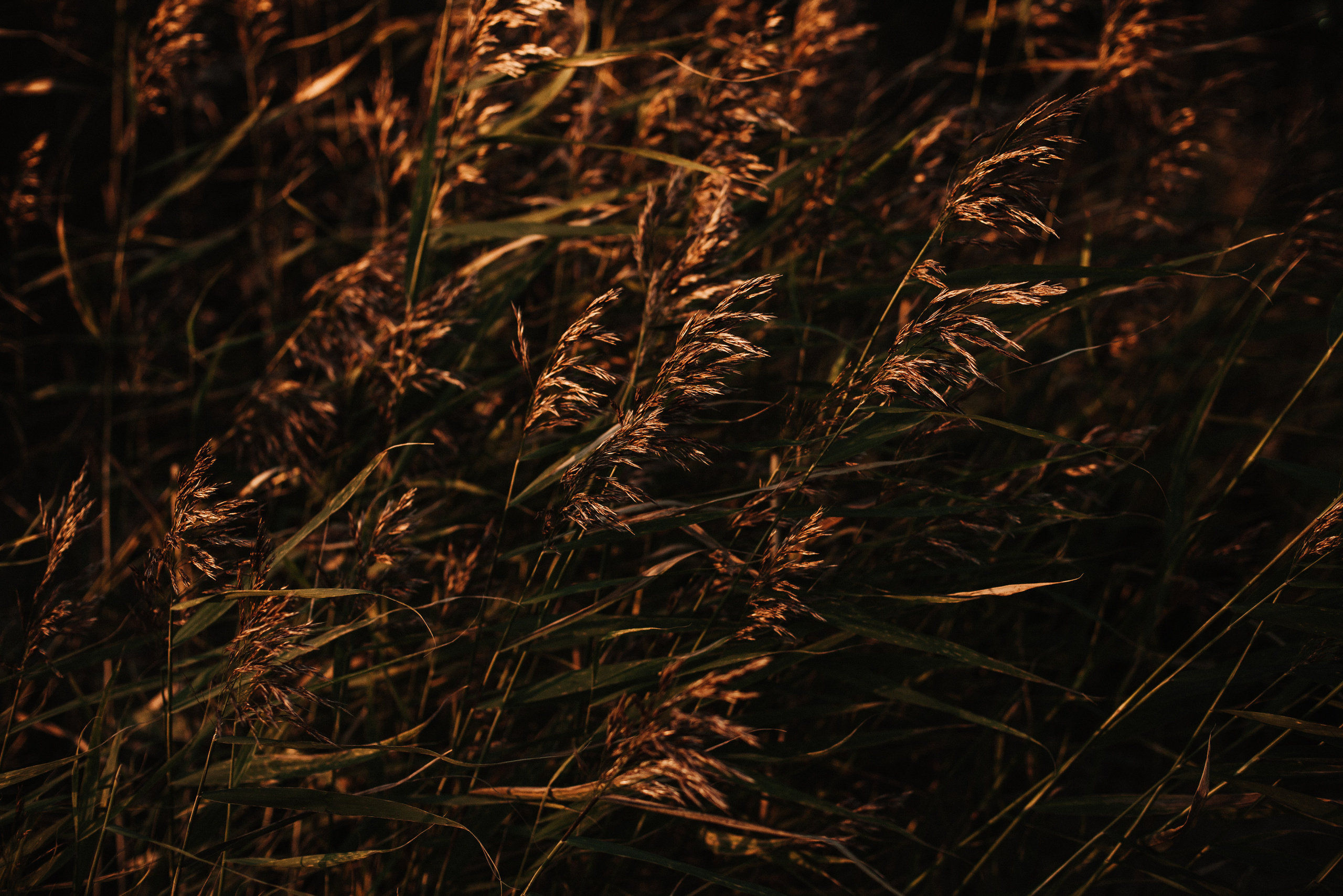 IVAN & EVGENIIA. Фотограф Анна Гребенник