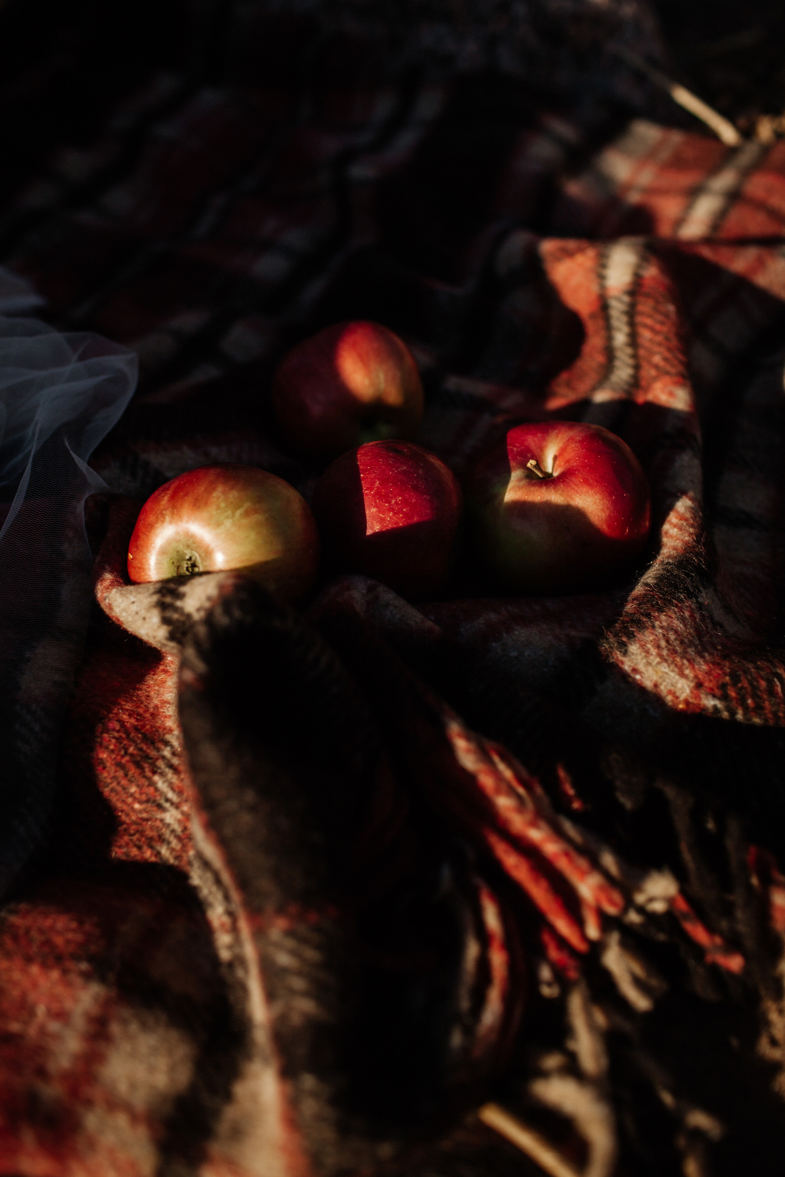 ALEKSEI & KRISTINA. Фотограф Анна Гребенник