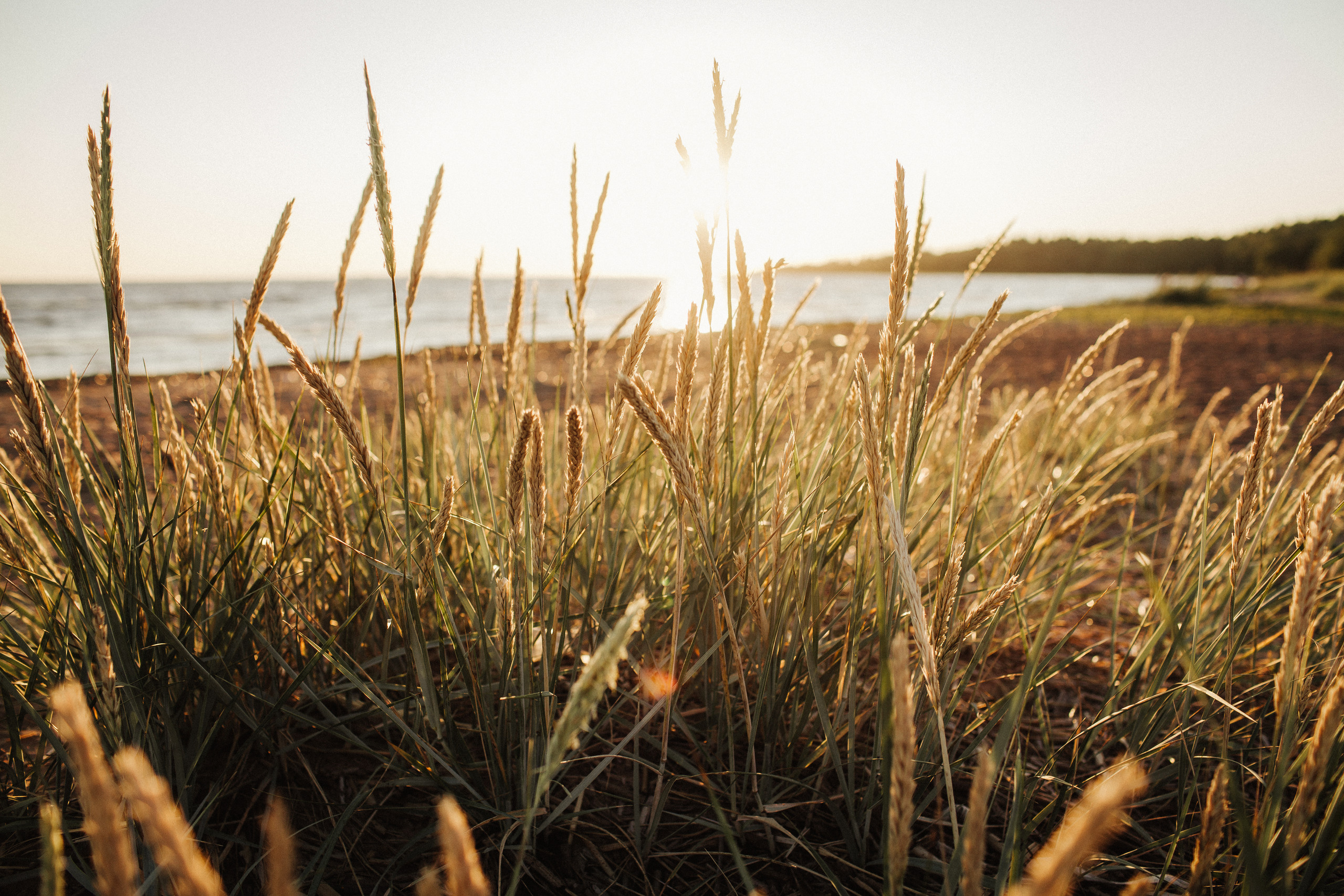Лето Любви. Фотограф Анна Гребенник