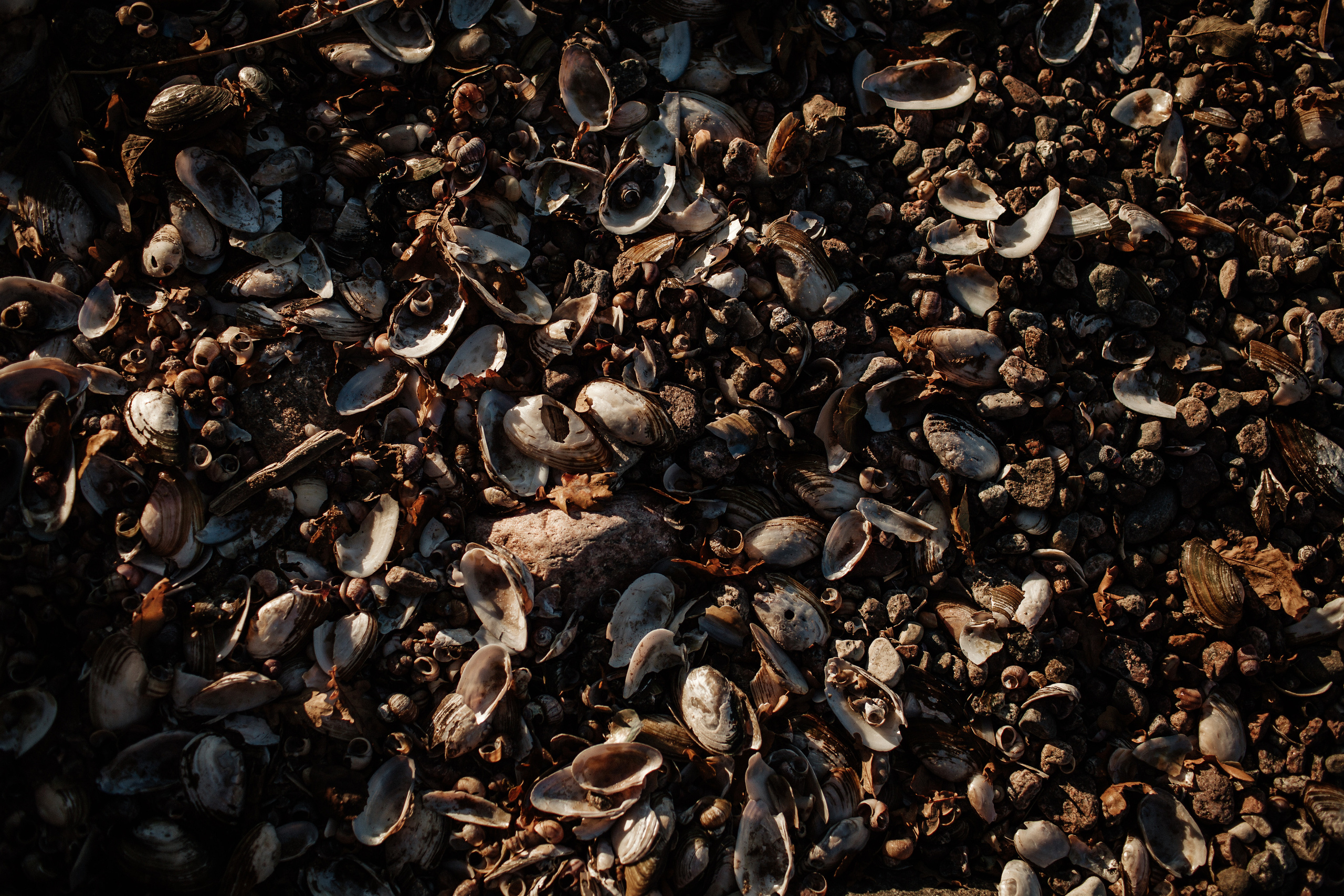 ALEKSEI & KRISTINA. Фотограф Анна Гребенник