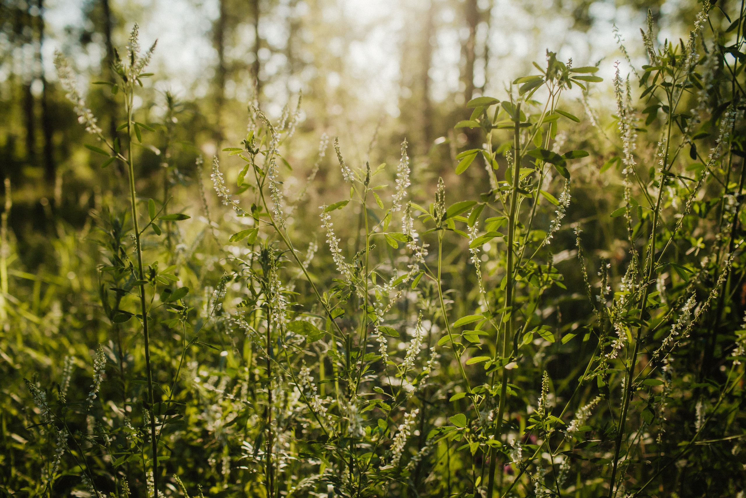 Вереск в твоих волосах. Фотограф Анна Гребенник