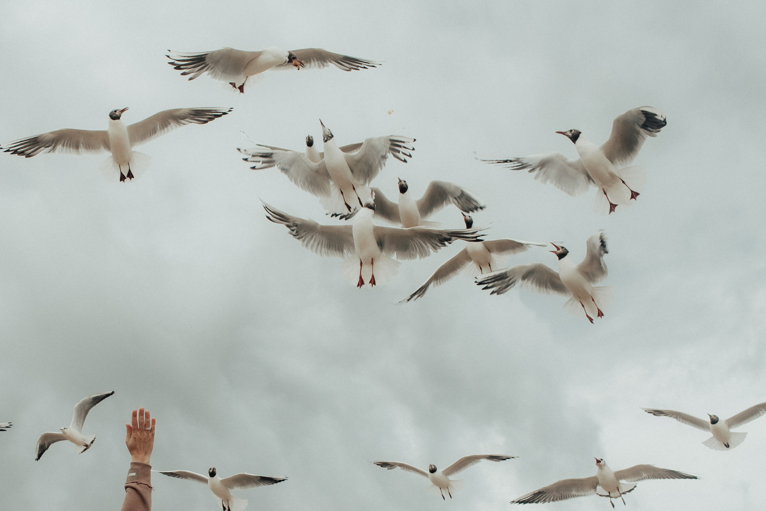 Крик чаек и самая-самая Ты. Фотограф Анна Гребенник