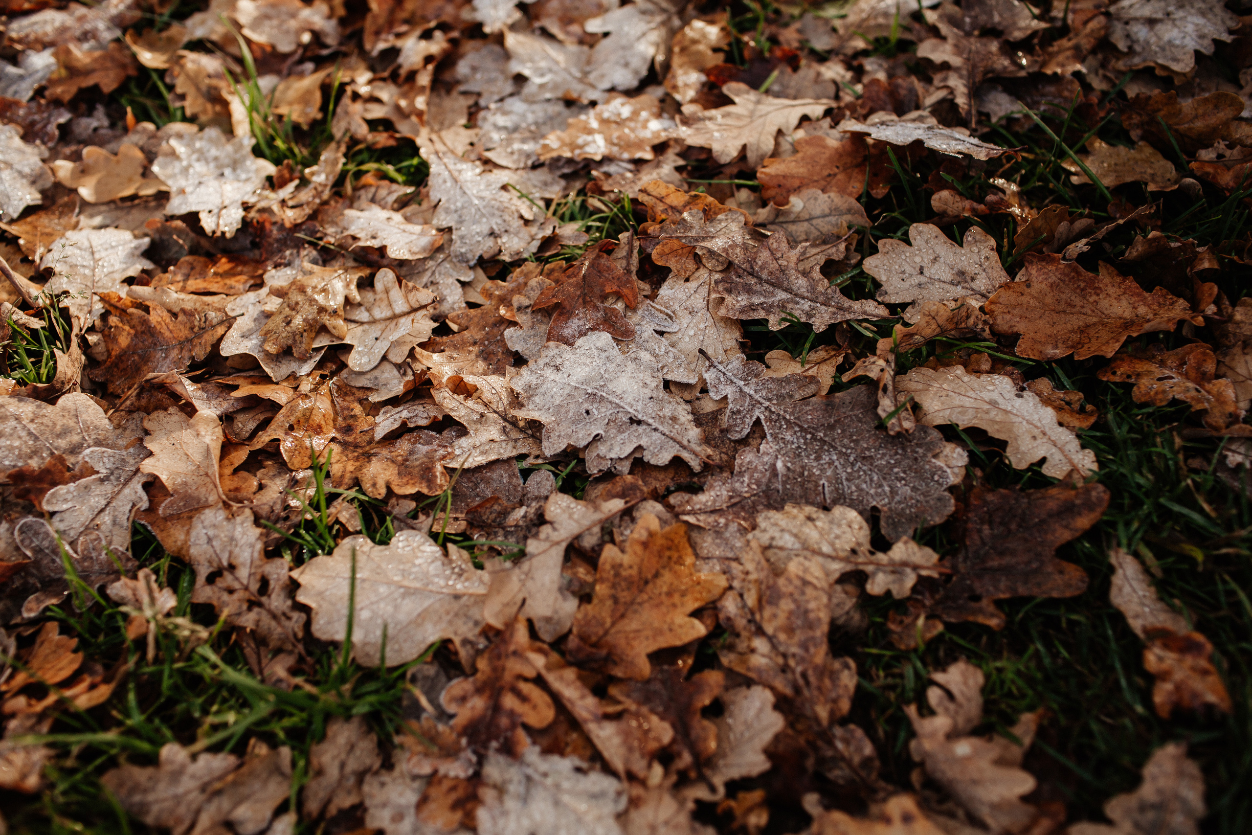 ALEKSEI & KRISTINA. Фотограф Анна Гребенник