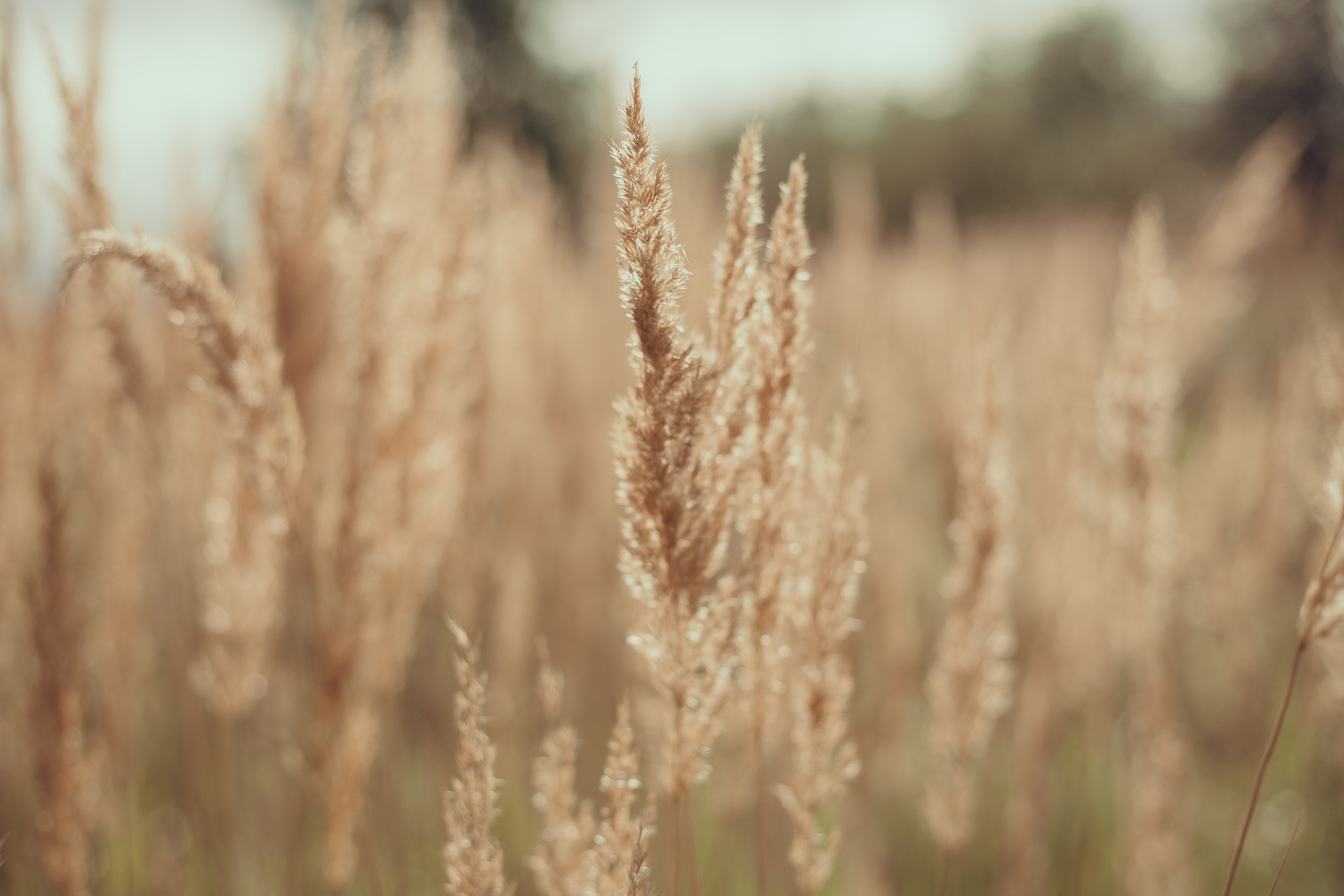 Liana. Фотограф Анна Гребенник