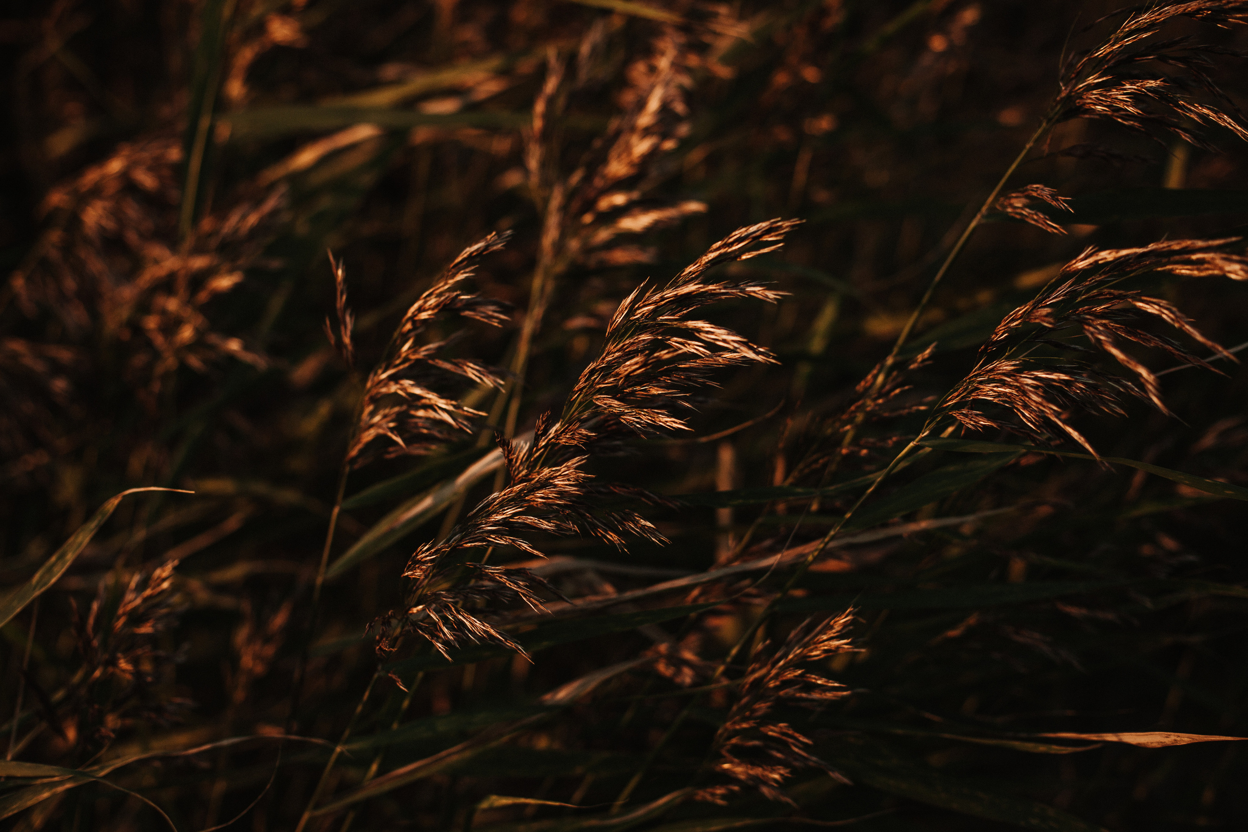 IVAN & EVGENIIA. Фотограф Анна Гребенник