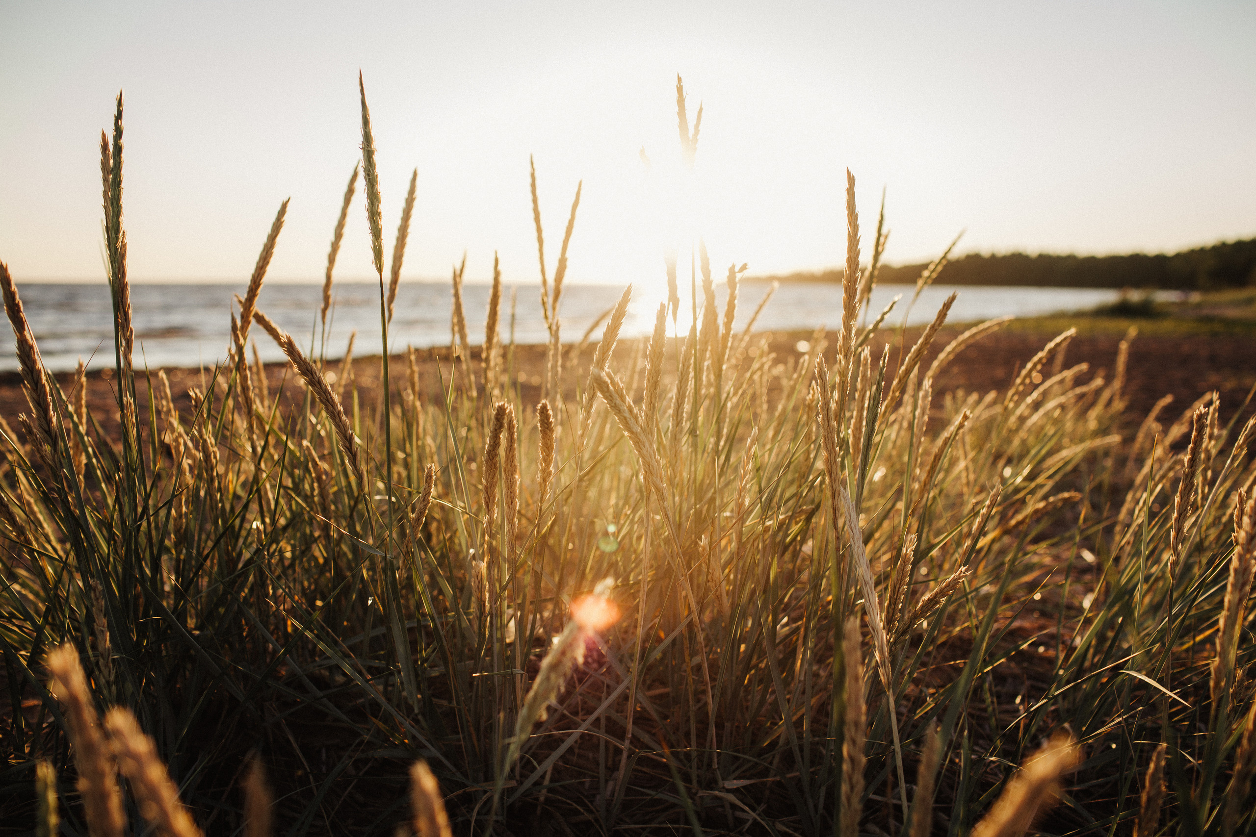Лето Любви. Фотограф Анна Гребенник