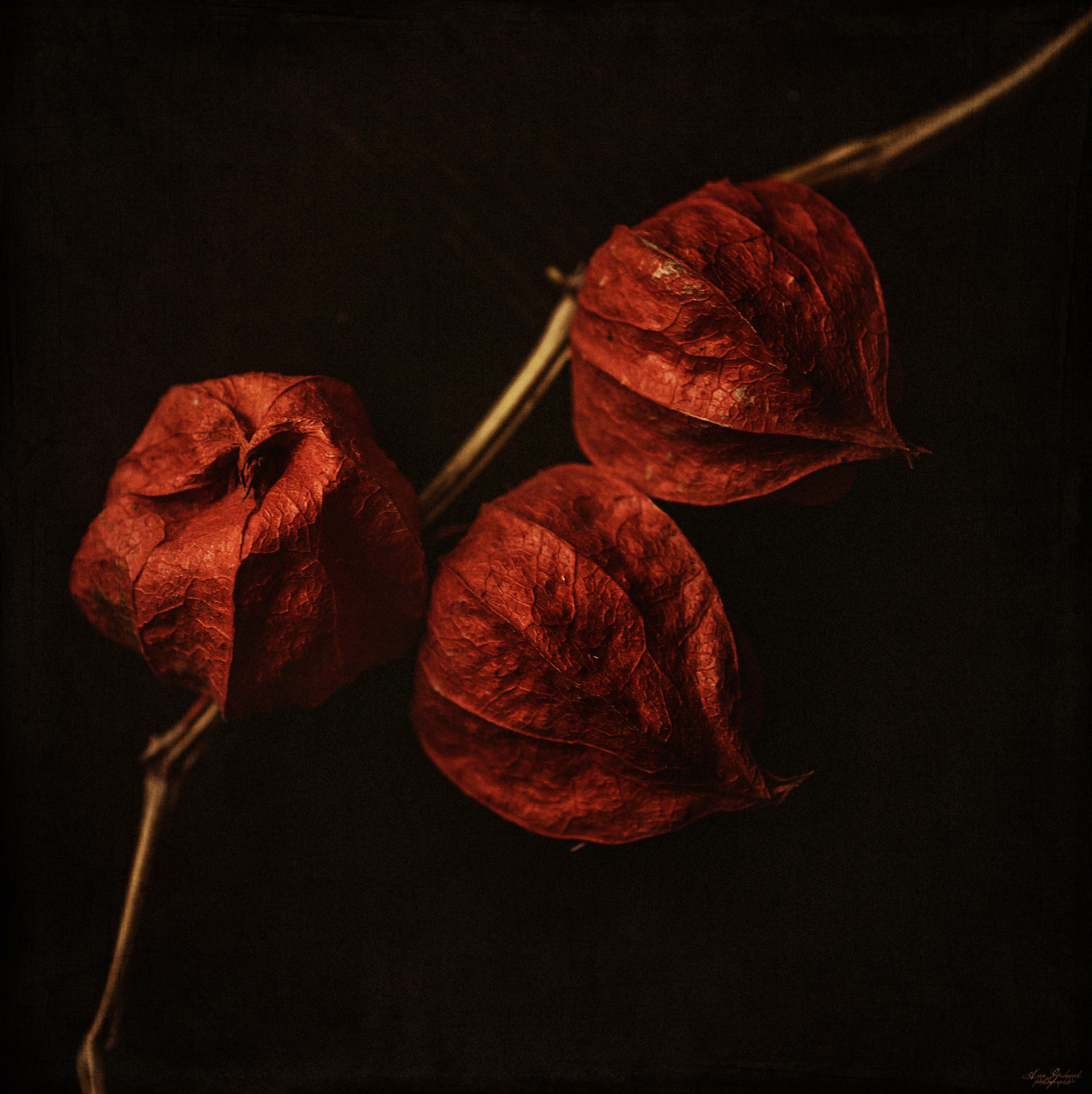 SOUL PORTRAIT 2. Фотограф Анна Гребенник