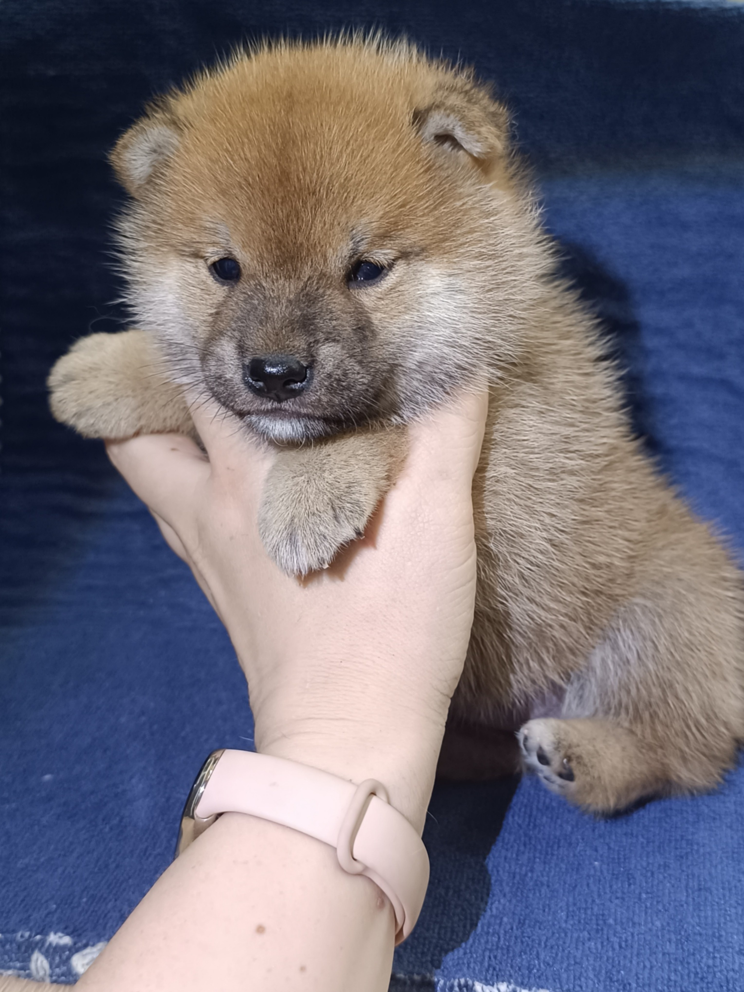 сиба питомник Рубилайт щенки на продажу rubylight  сиба щенки купить СПб Санкт-Петербург 