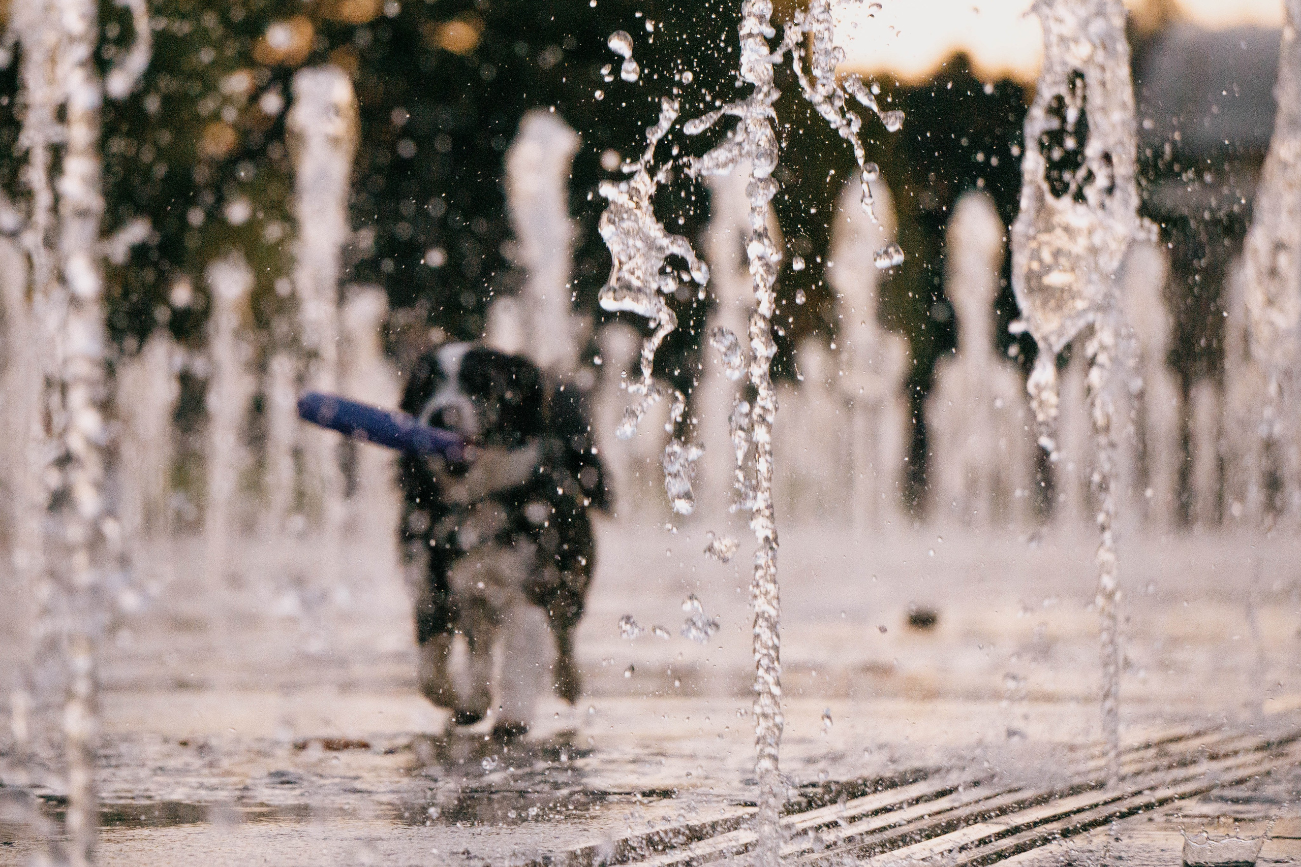 Даша и Тюбик. Фотограф-анималист Ксения Воробьева, Москва